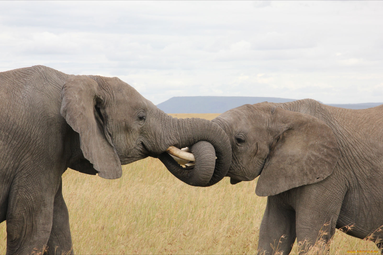 животные, слоны, elephant