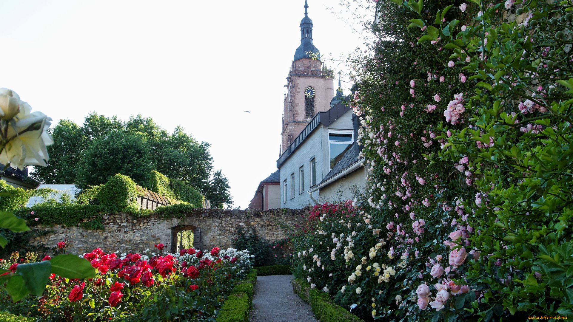 eltville, am, rhein, цветы, розы, rose