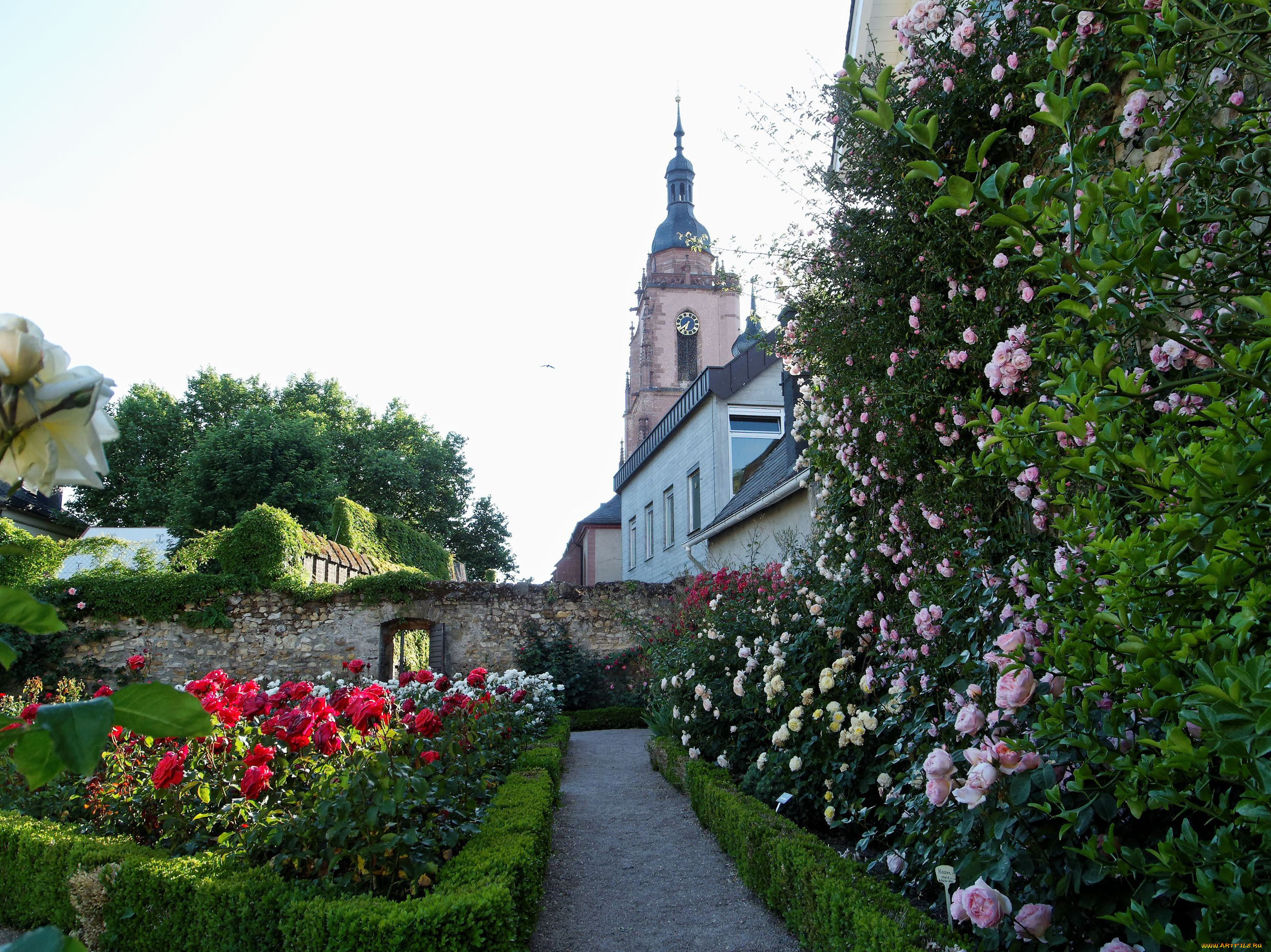 eltville, am, rhein, цветы, розы, rose