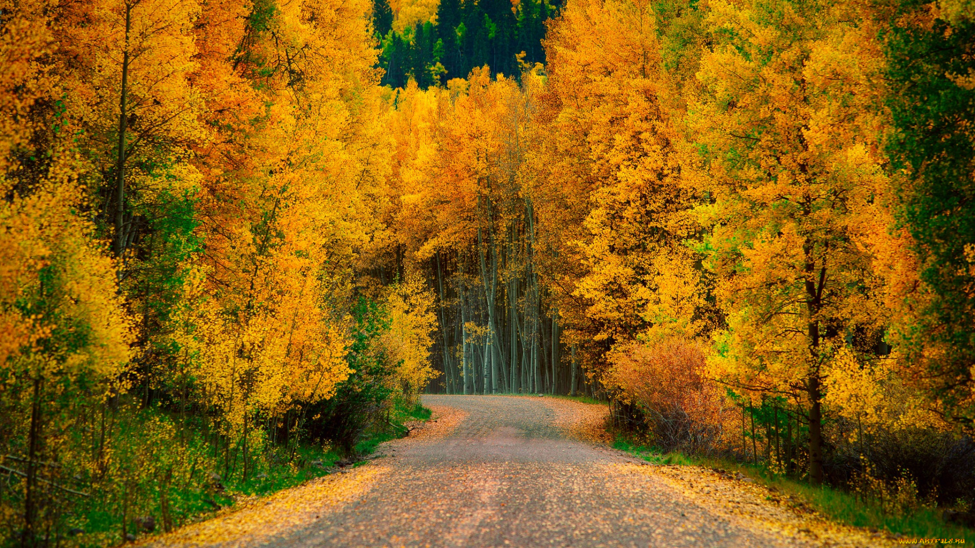 природа, дороги, осень, лес, деревья