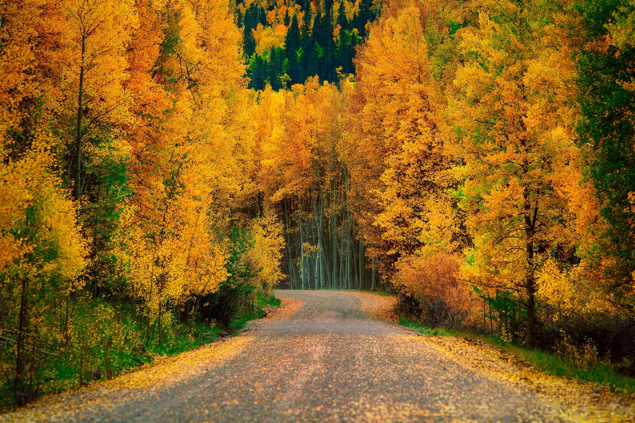 природа, дороги, осень, лес, деревья