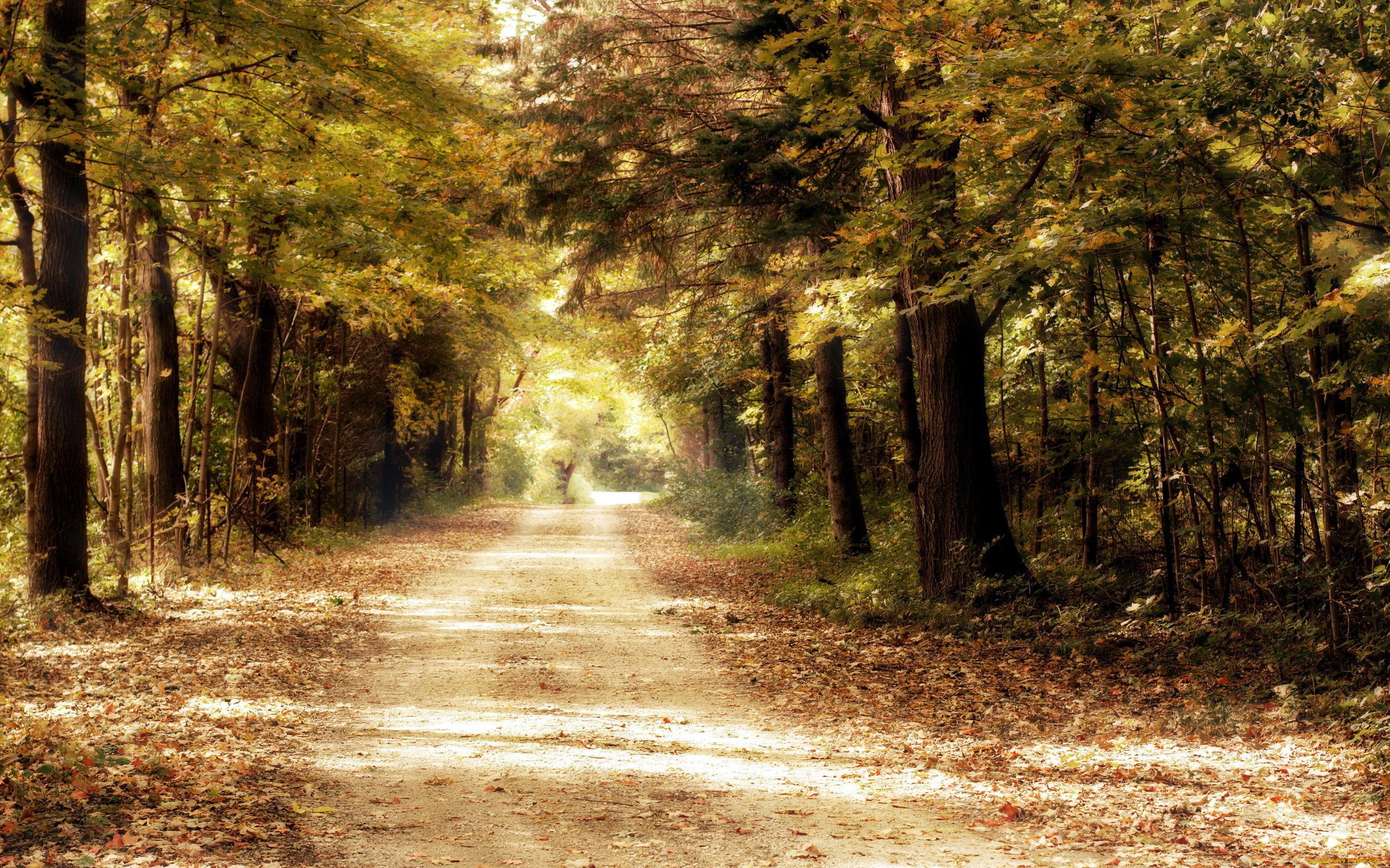 природа, дороги, листопад, осень, деревья, лес, дорога