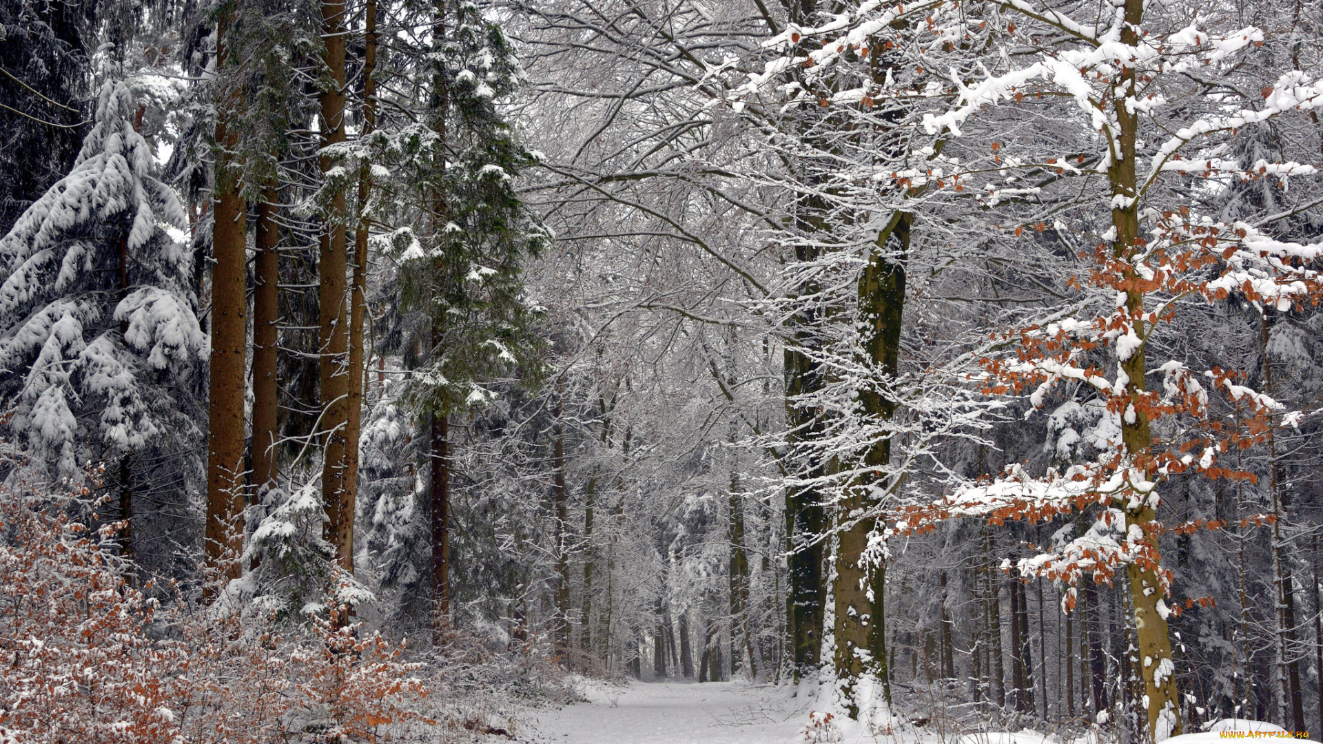 природа, зима, простор