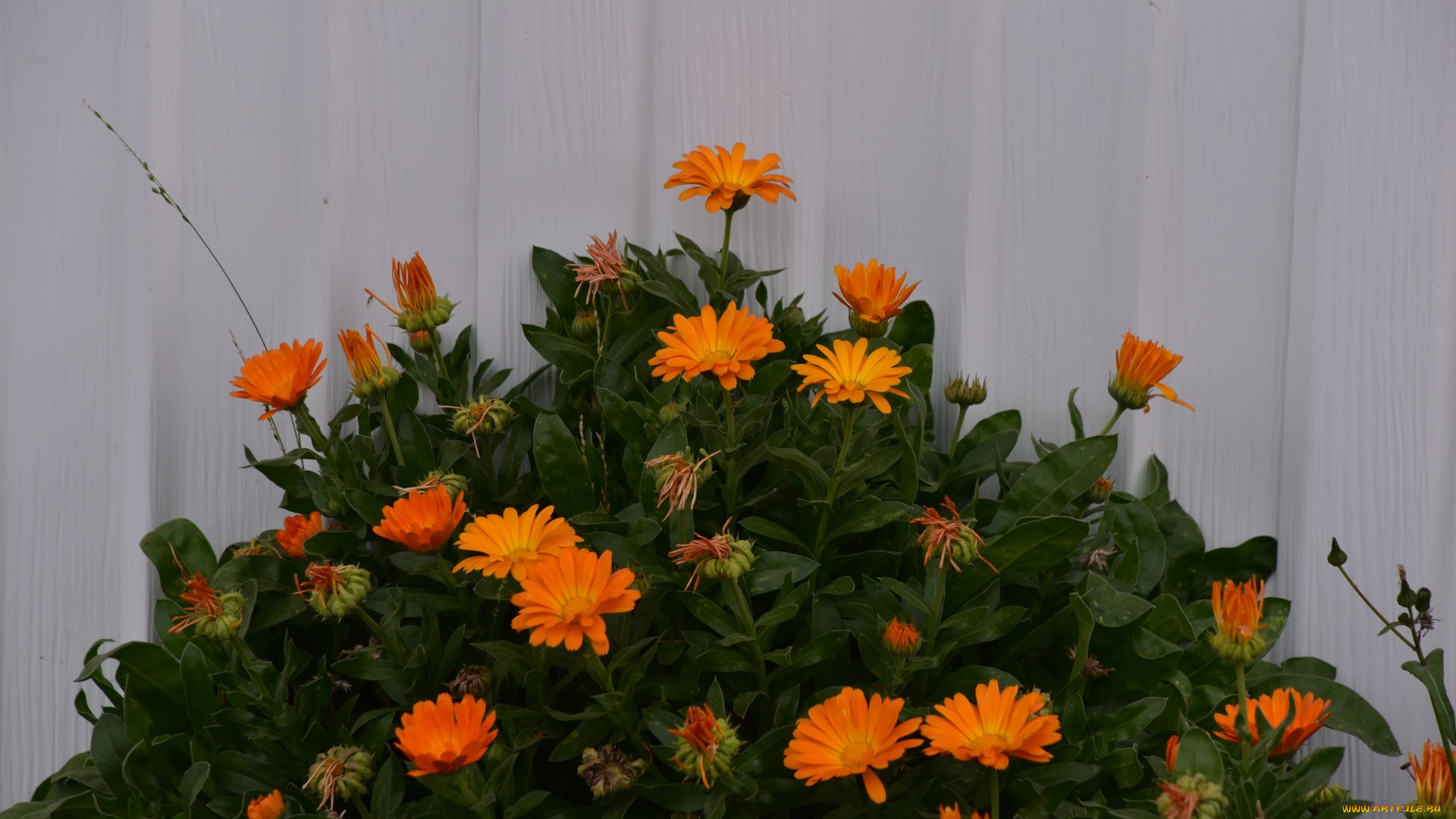 цветы, календула, оранжевые, ноготки