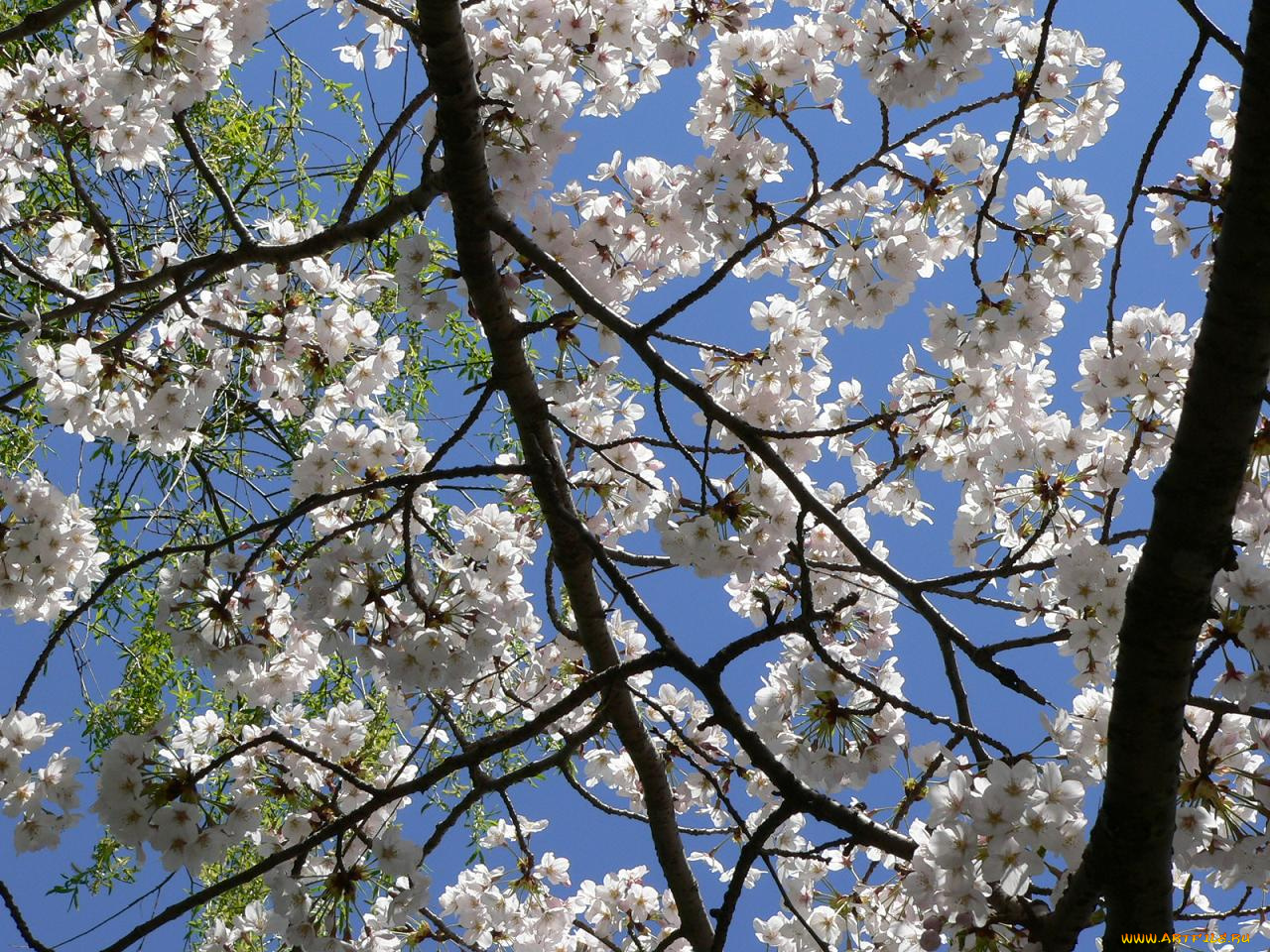 sakura, цветы, сакура, вишня