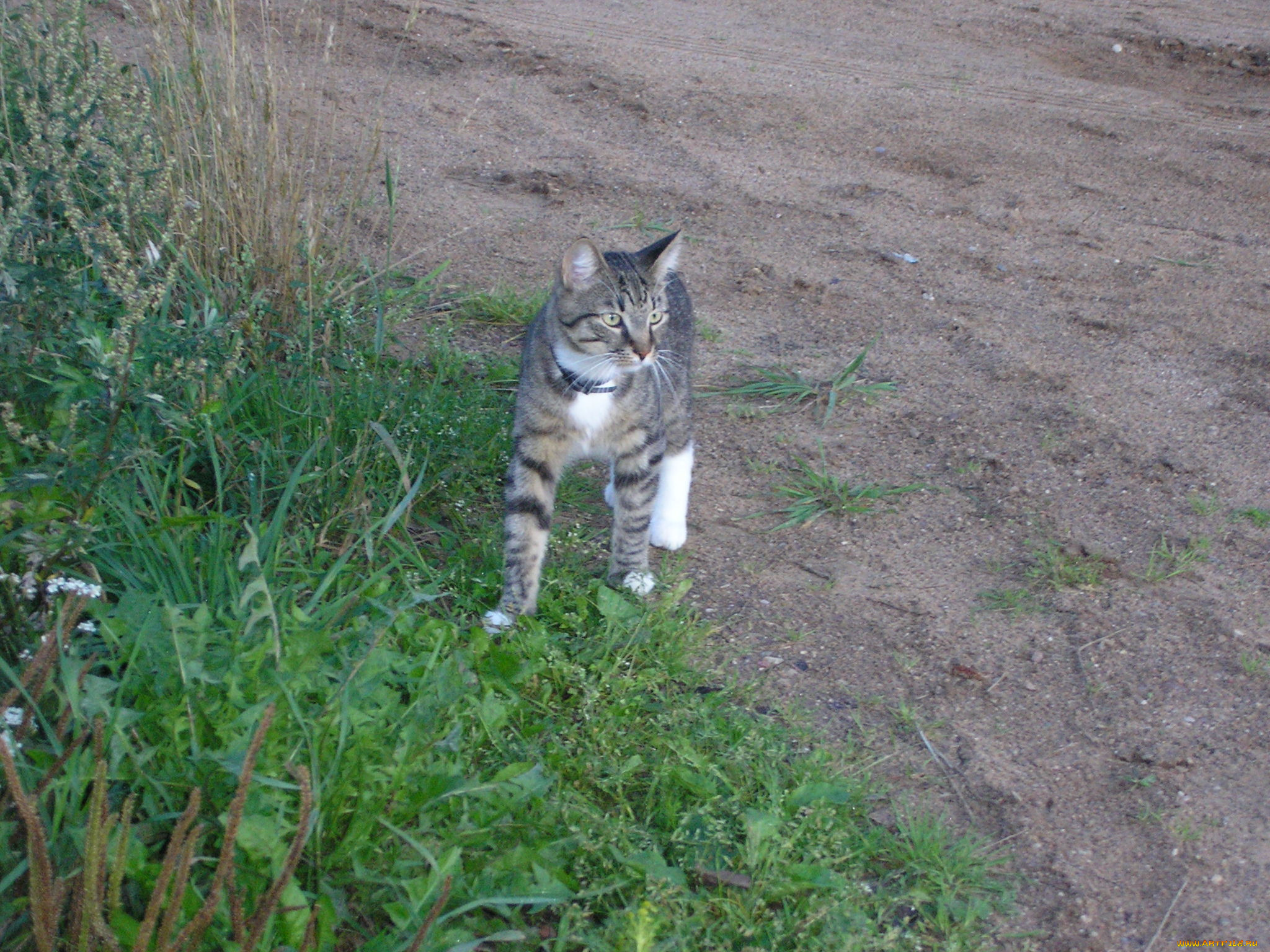 животные, коты