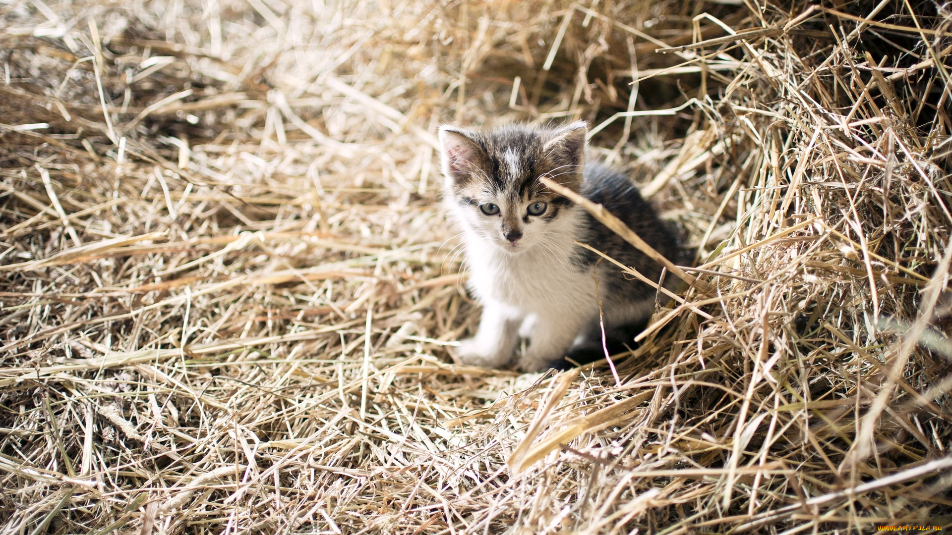 животные, коты, сено, котёнок