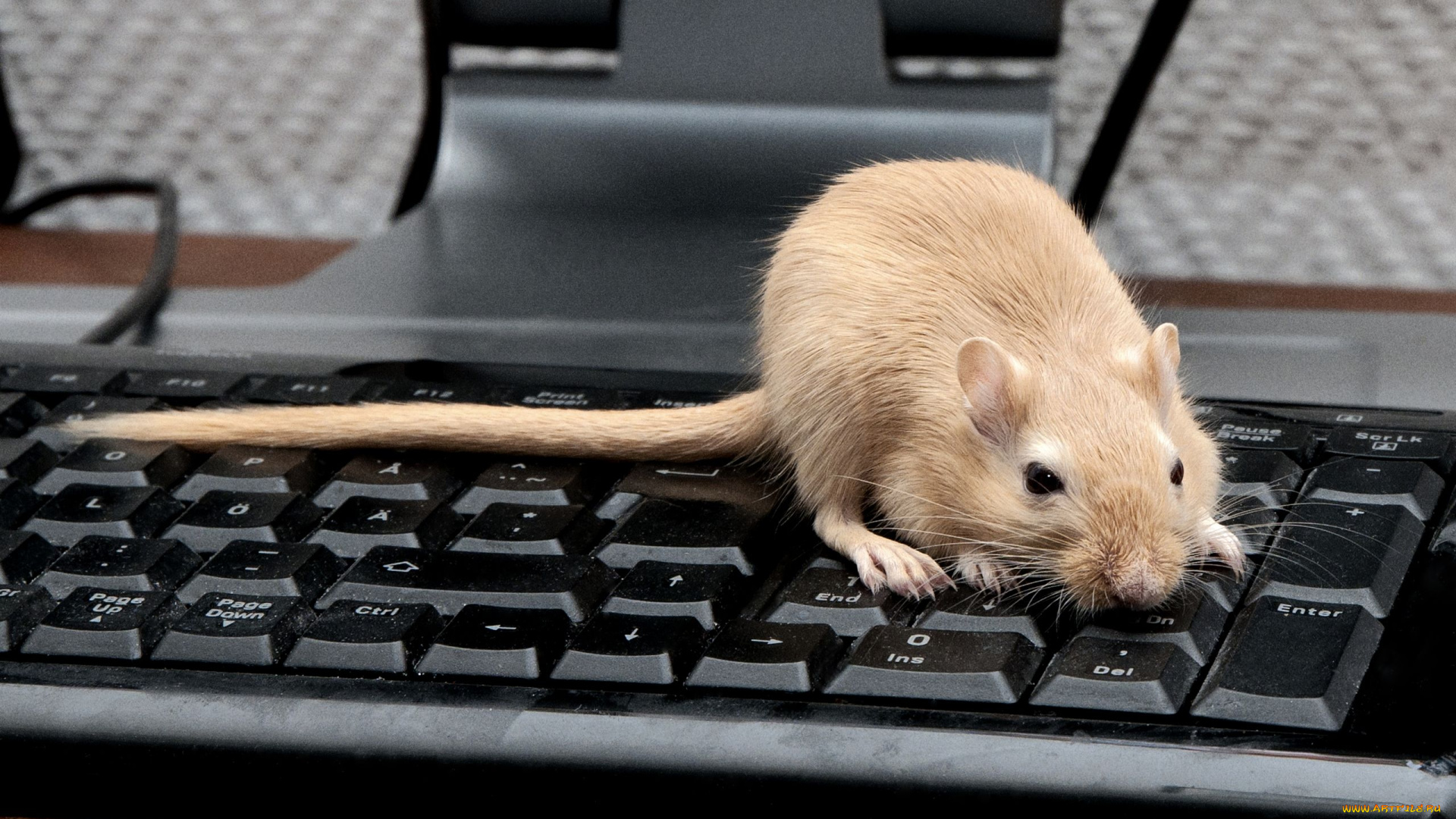 животные, крысы, мыши, крыса, клавиатура