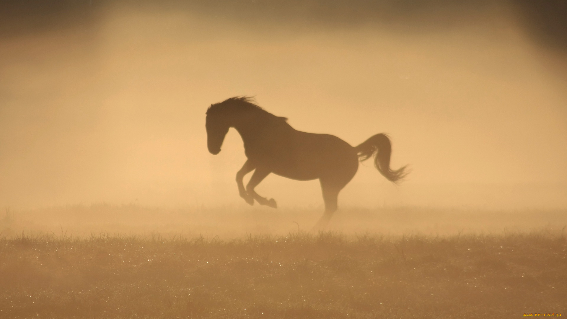 животные, лошади, утро, туман, лошадь