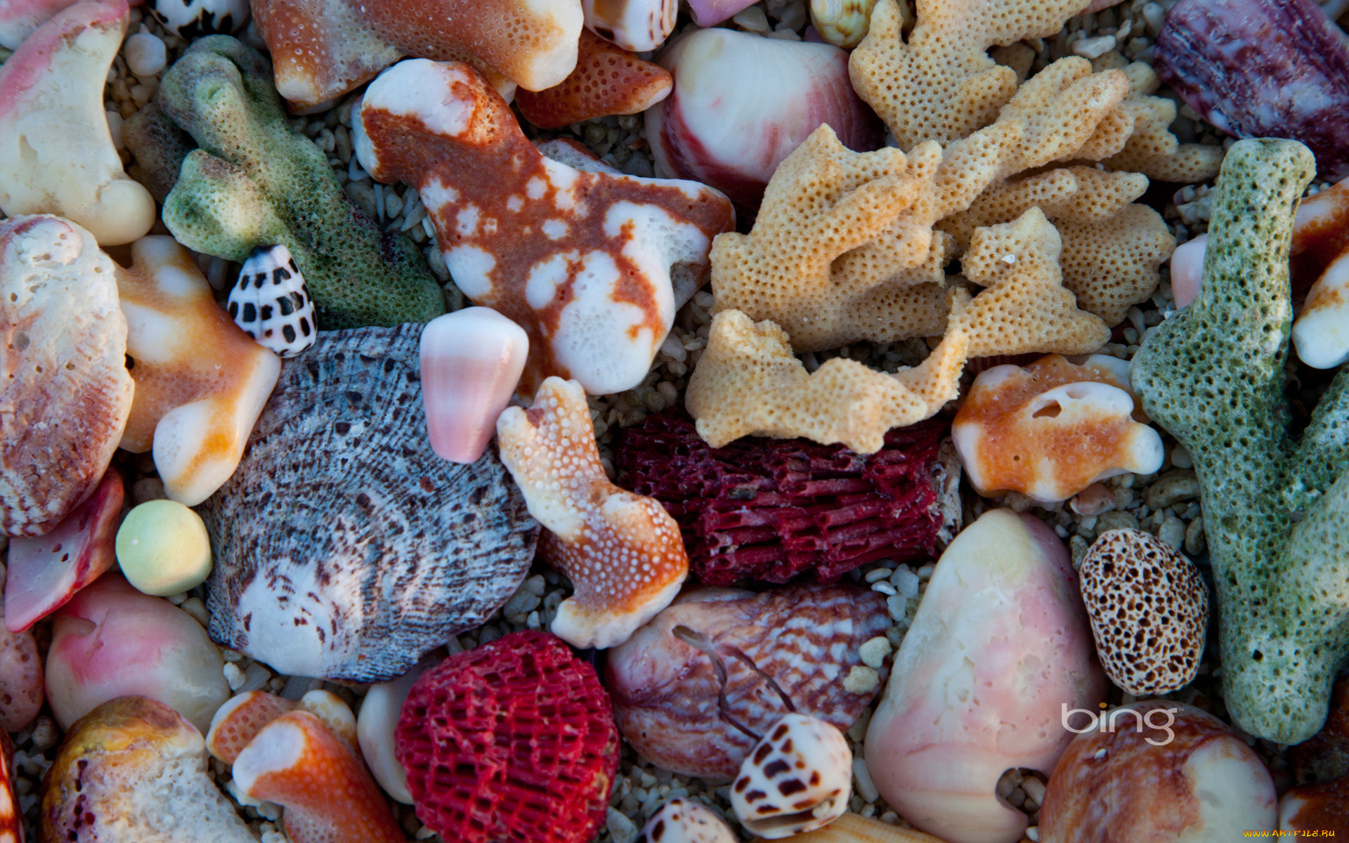 разное, ракушки, кораллы, декоративные, spa, камни, коралы, цвета