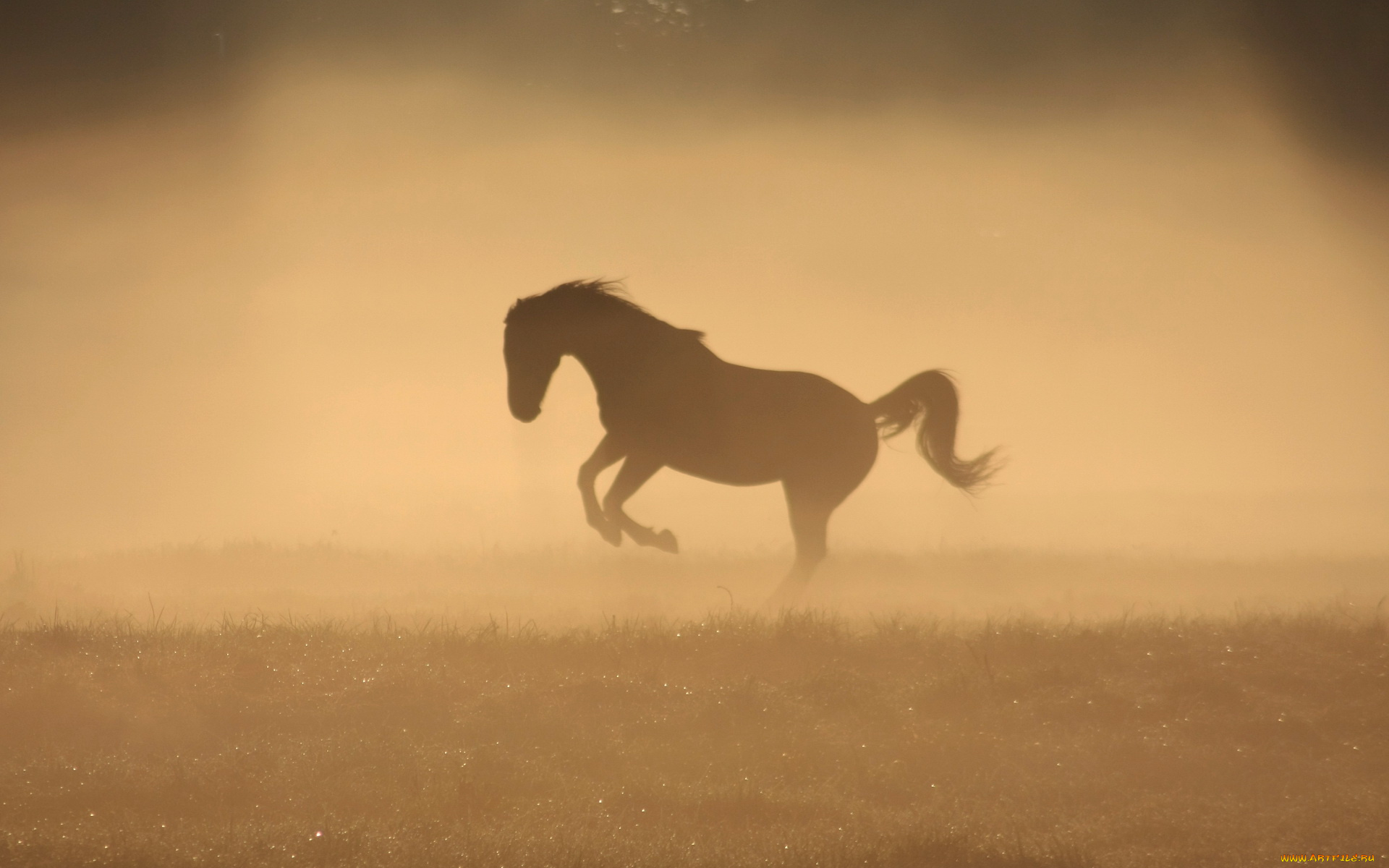 животные, лошади, утро, туман, лошадь