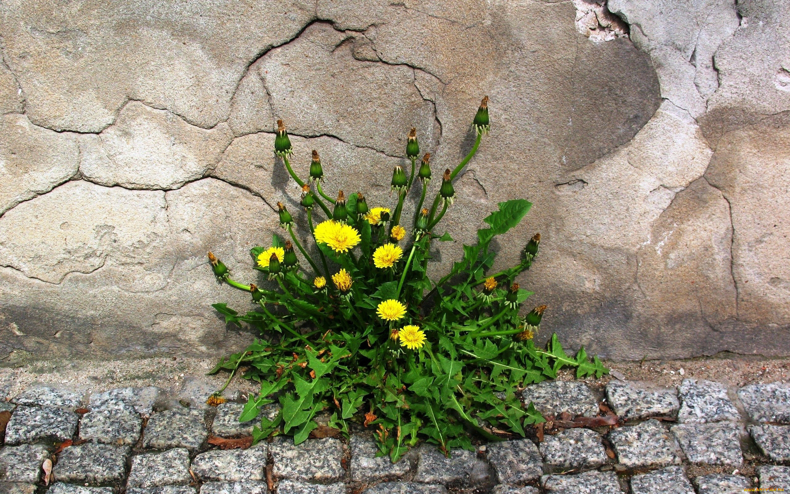 цветы, одуванчики, камни, стена, одуванчик