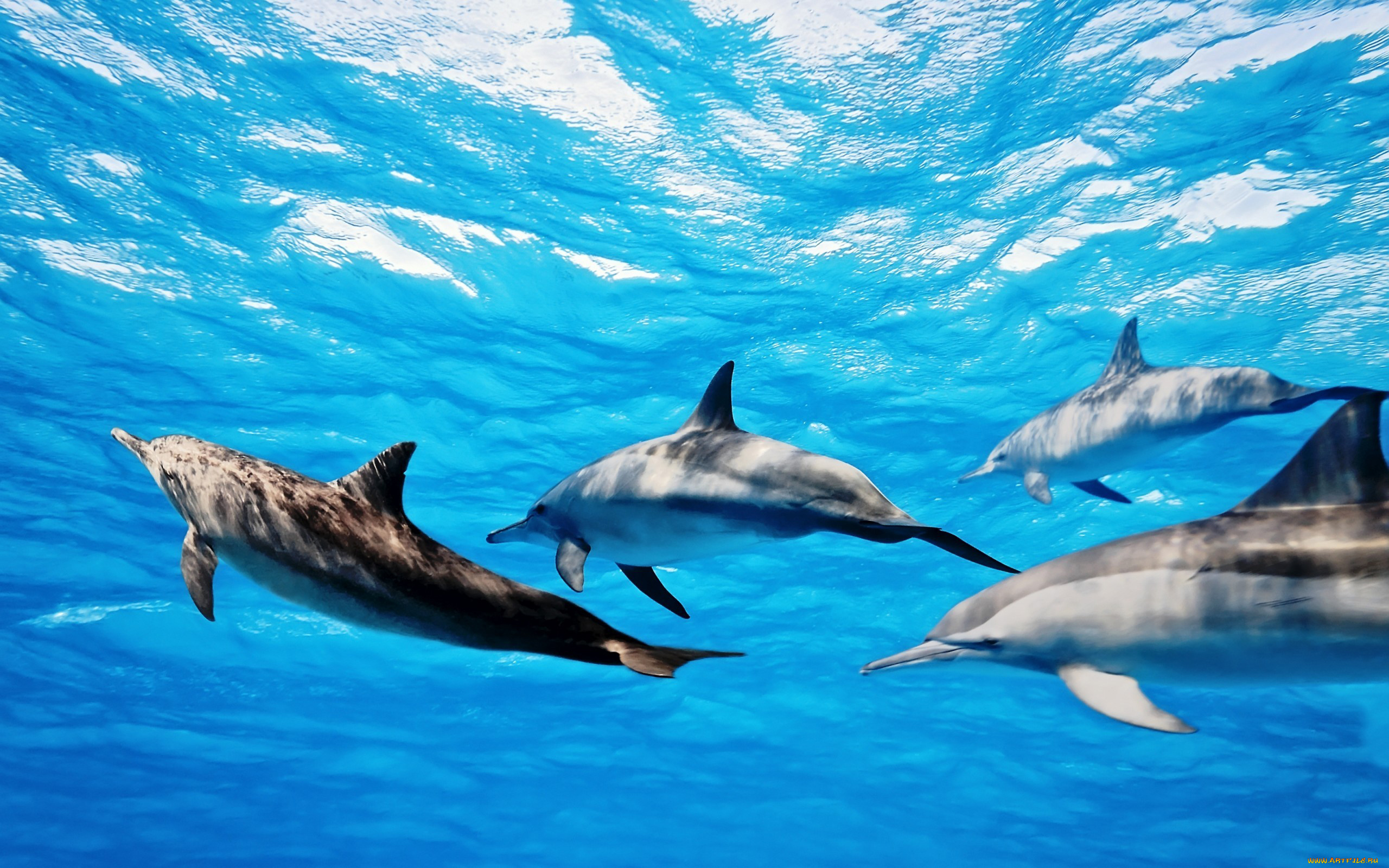 животные, дельфины, океан, стая