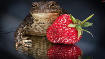 Картинка животные лягушки клубника ягода жаба