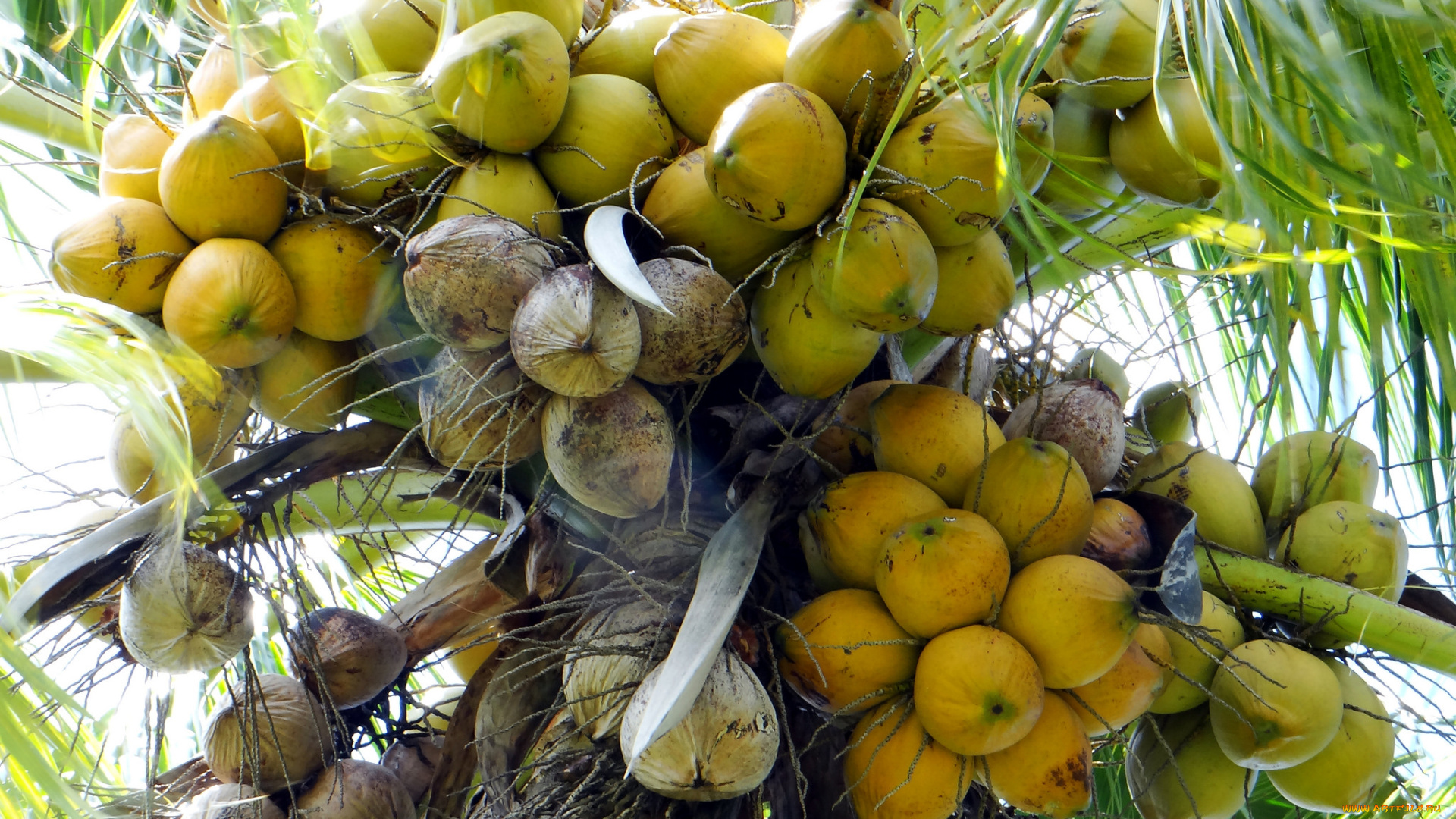 природа, плоды, кокосы, орехи, тальма