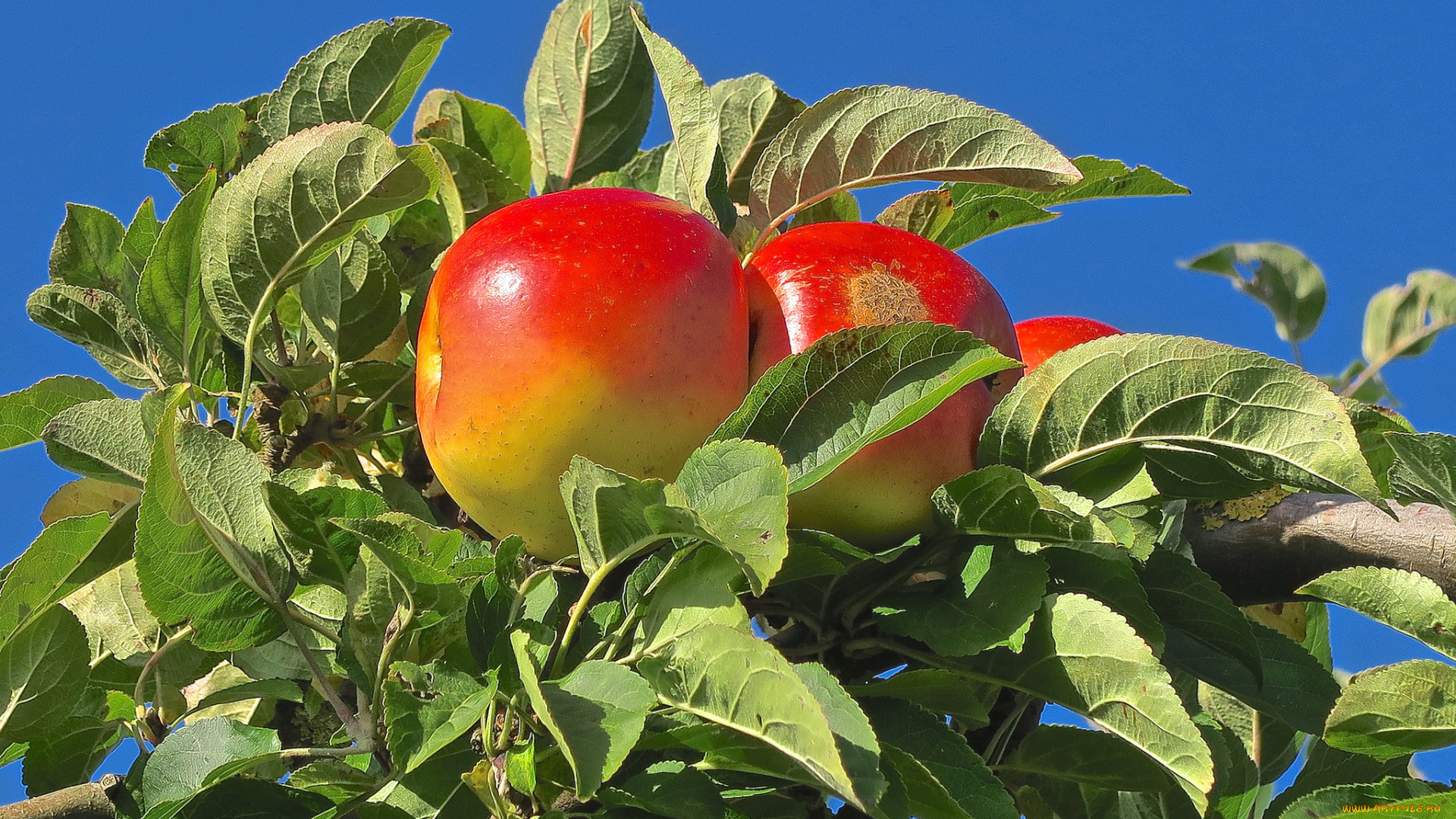 природа, плоды, яблоки, дерево