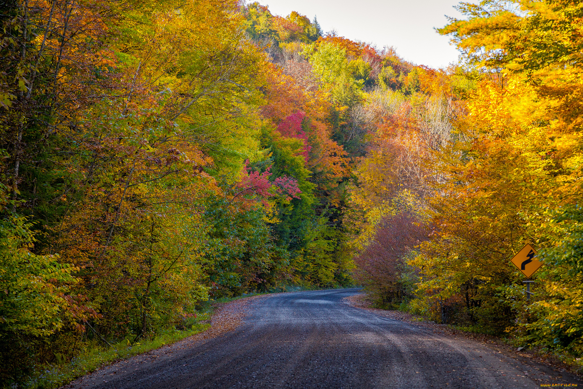 природа, дороги, лес, шоссе, осень