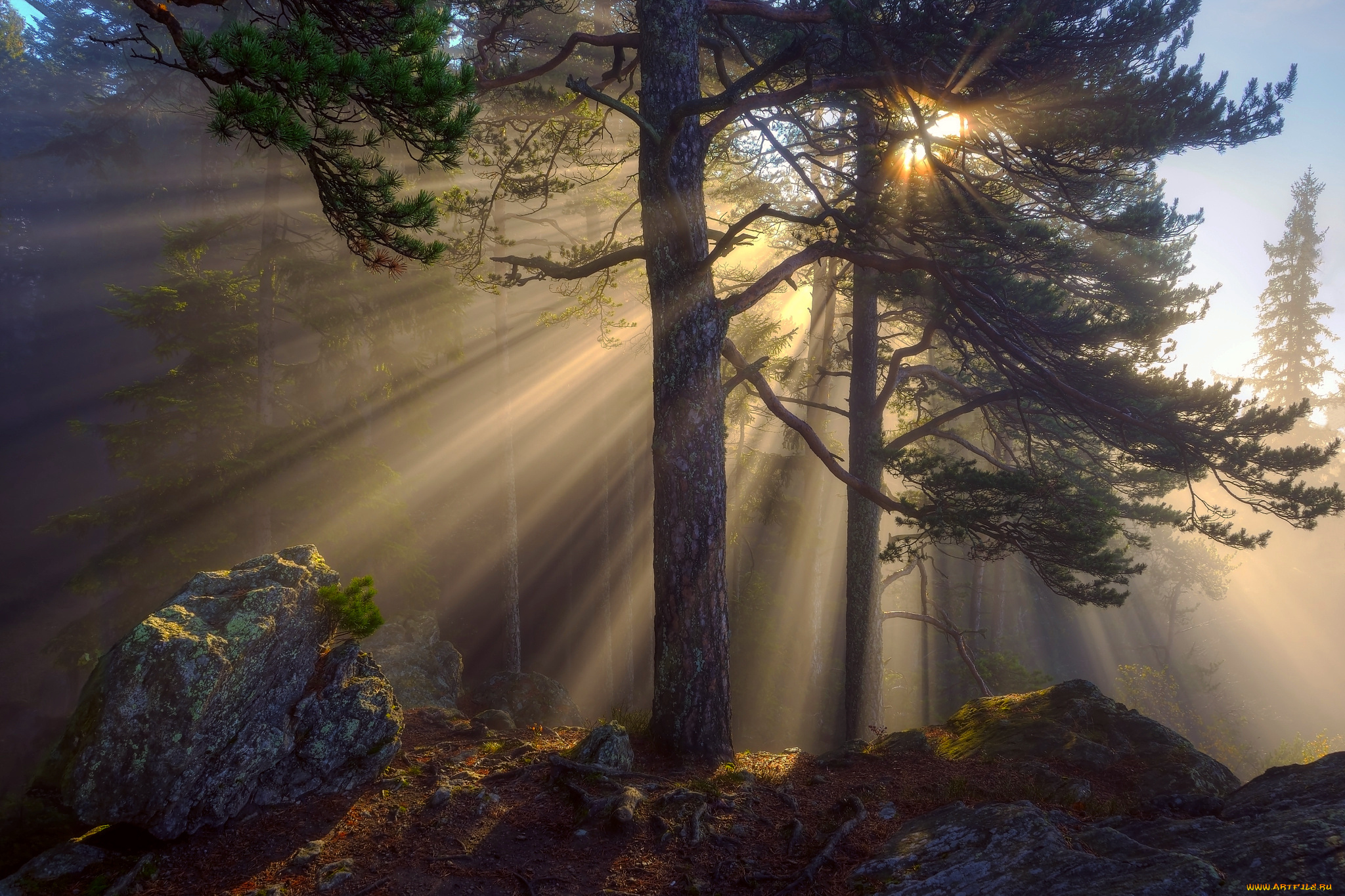 природа, лес, камни, деревья, солнца, лучи, свет, утро