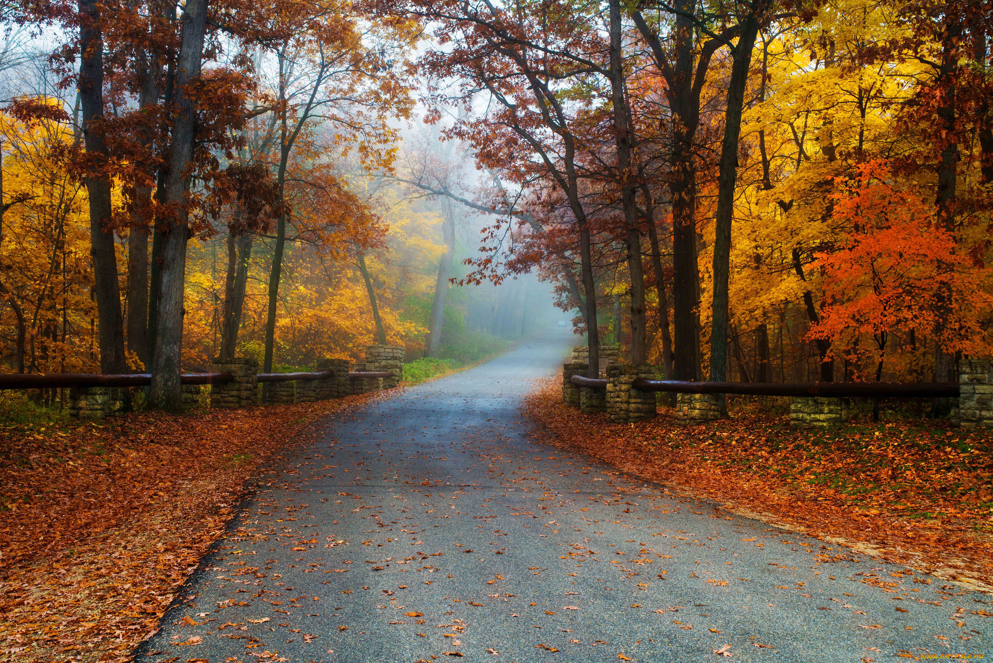 природа, дороги, лес, листва, шоссе, осень