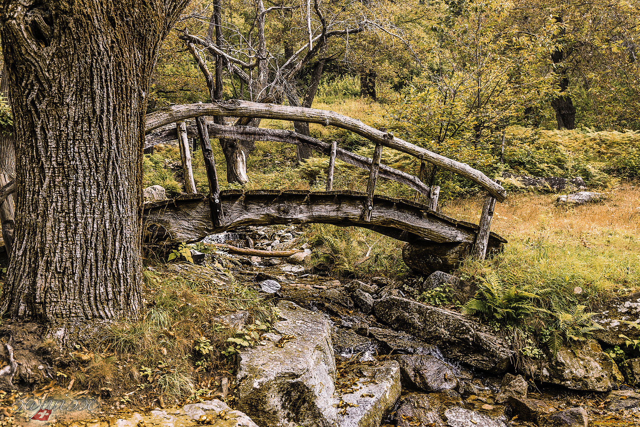 Старые мосты в лесу