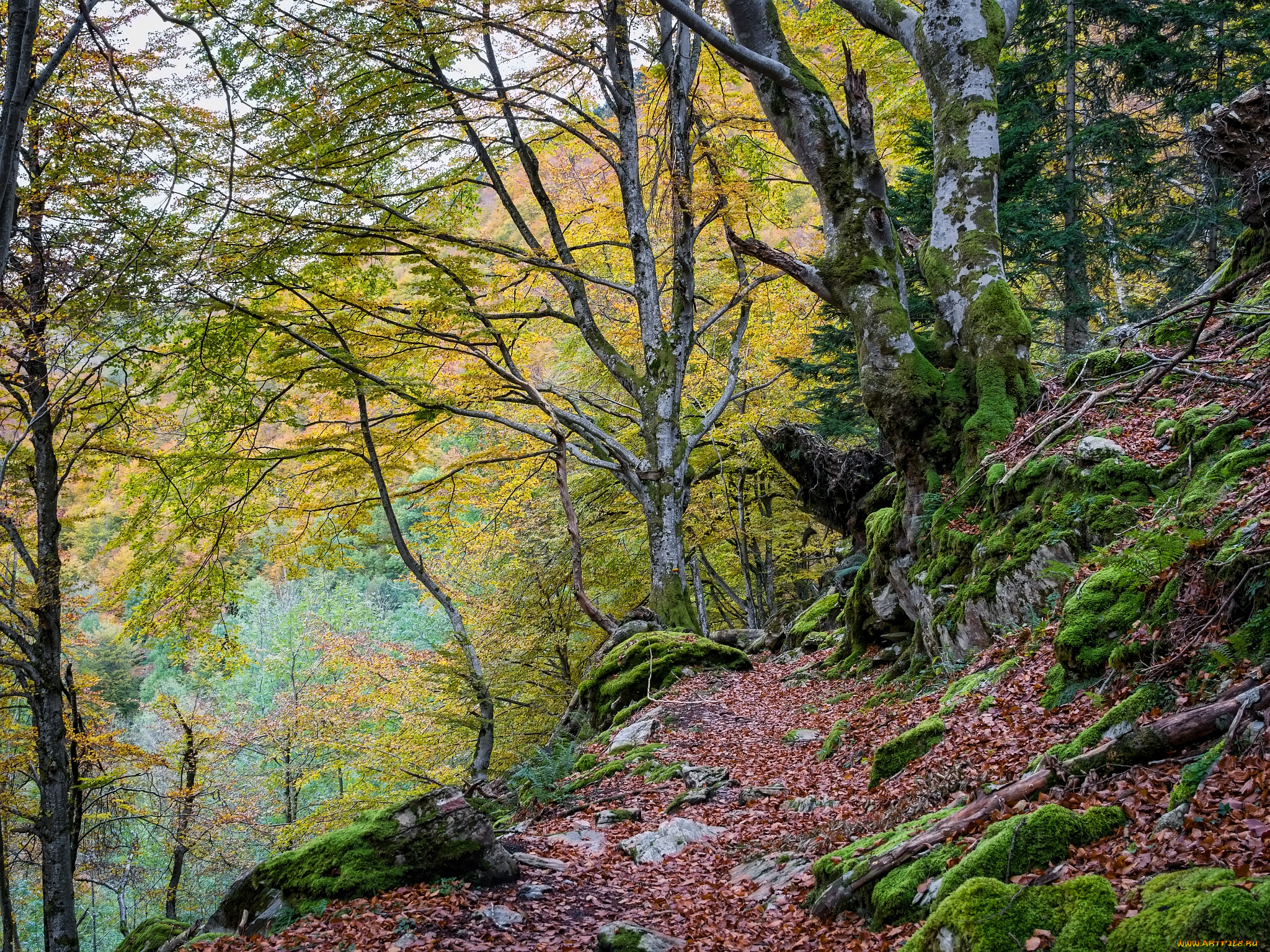 природа, дороги, осень, тропинка, лес