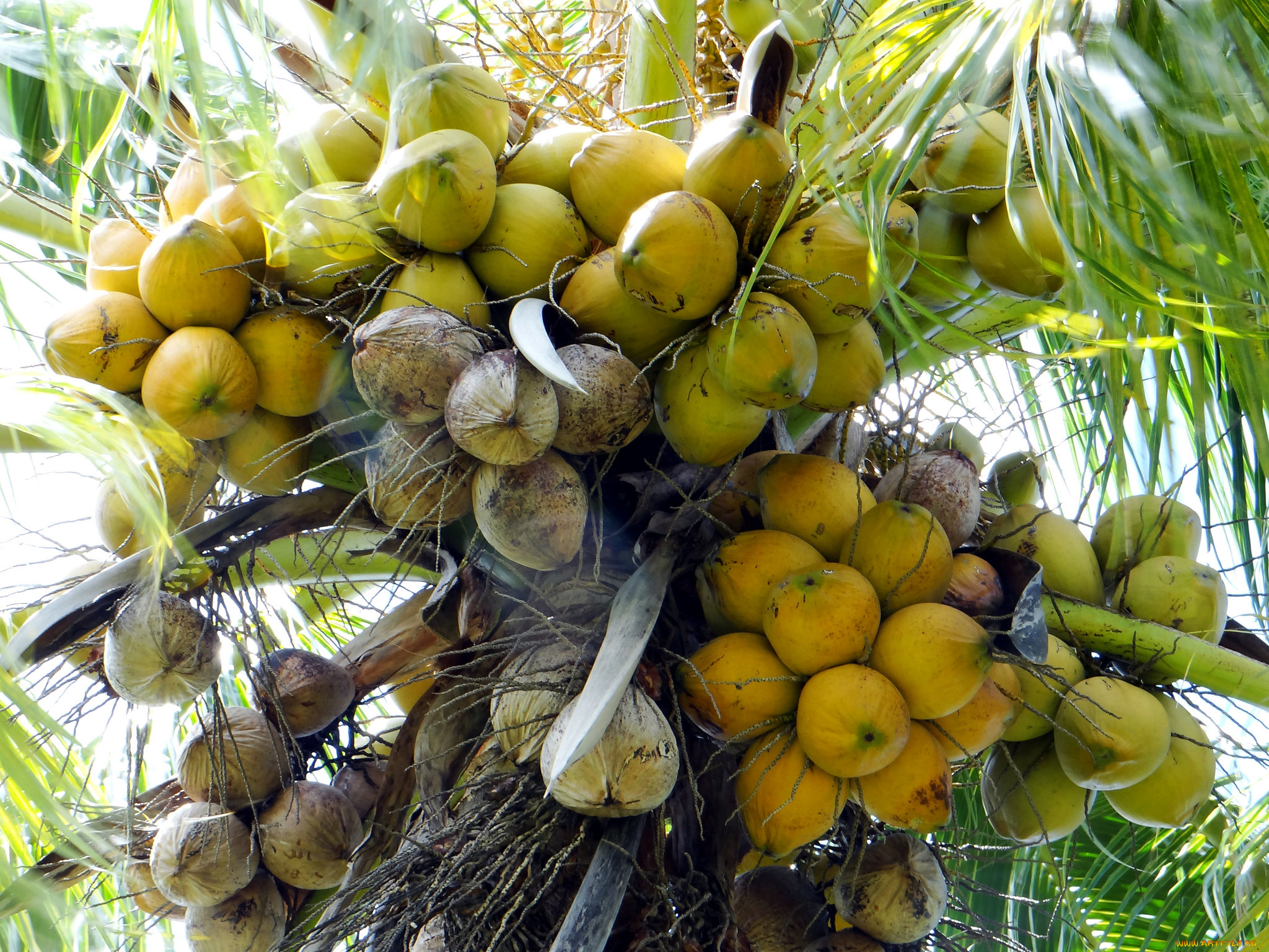 природа, плоды, кокосы, орехи, тальма