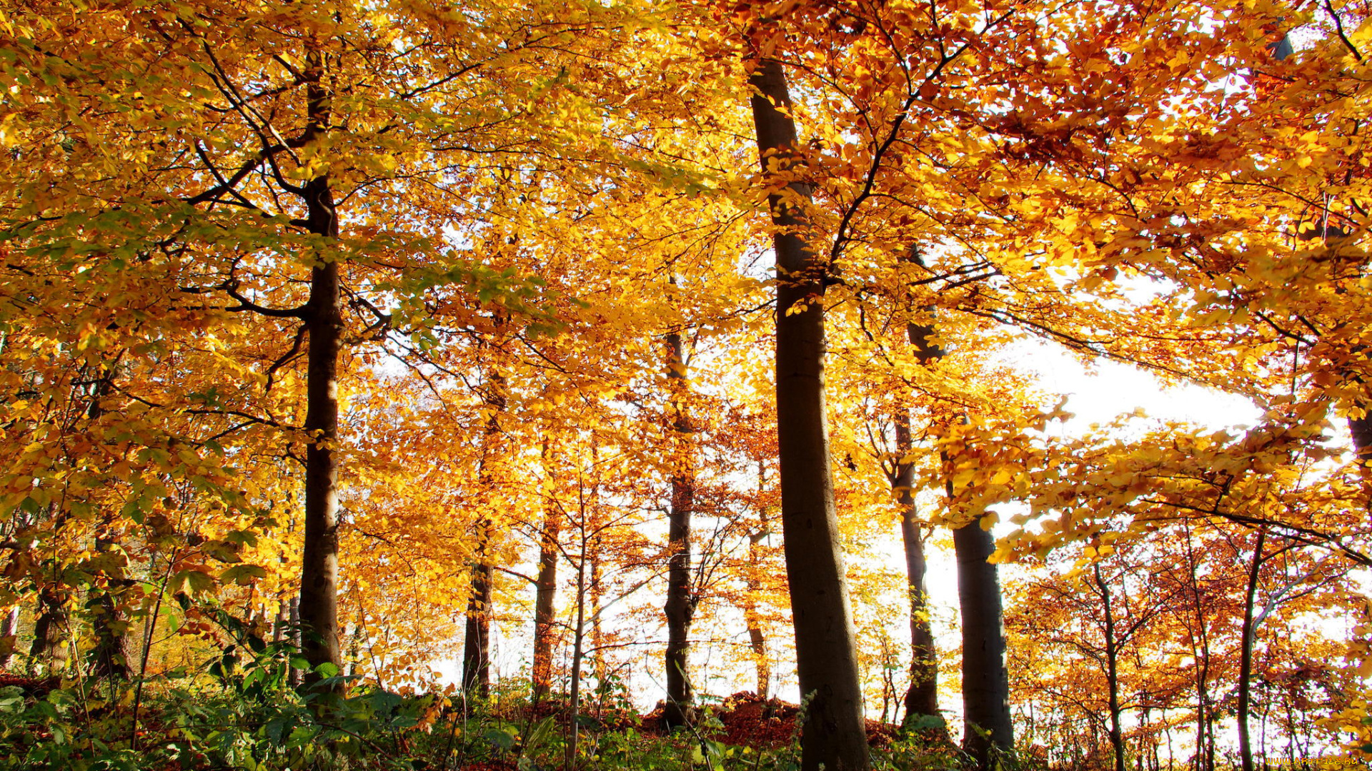 природа, лес, осень, деревья, листья