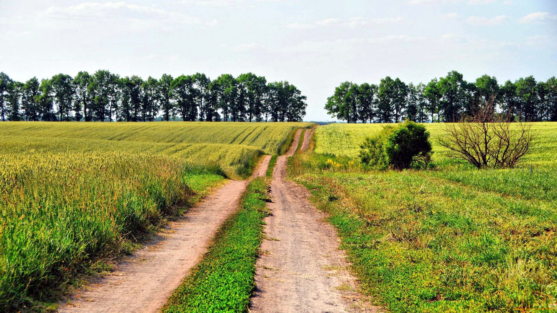 природа, дороги, полевая, деревья, дорога, поле