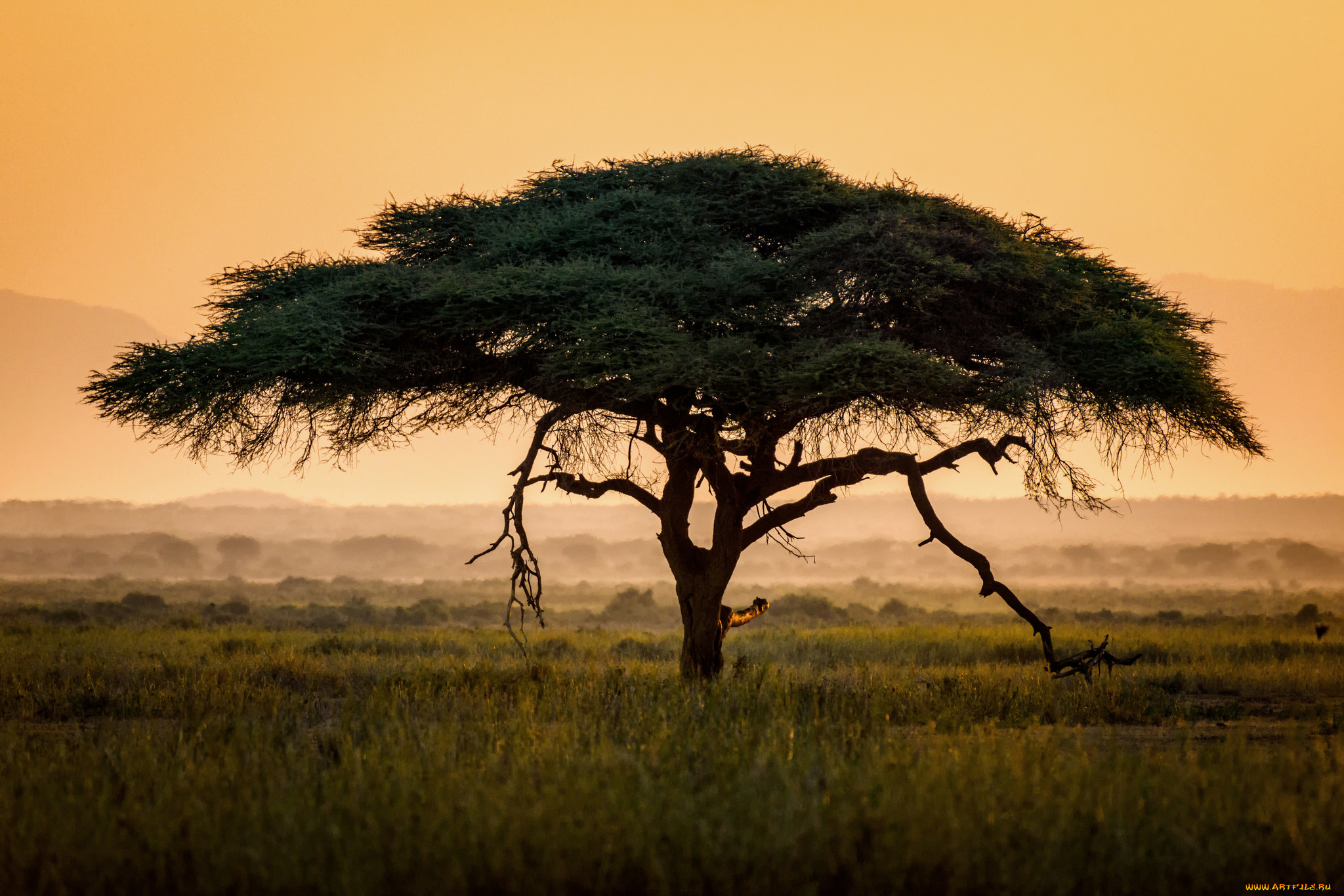 Scattered Acacia Trees, Kenya, Africa бесплатно