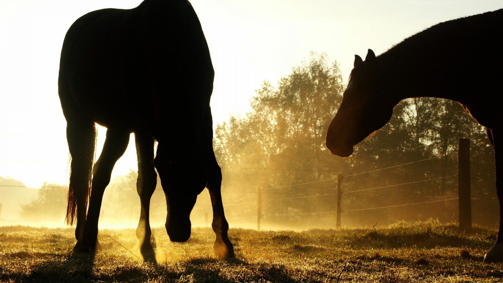 животные, лошади, загон, утро, силуэты, туман
