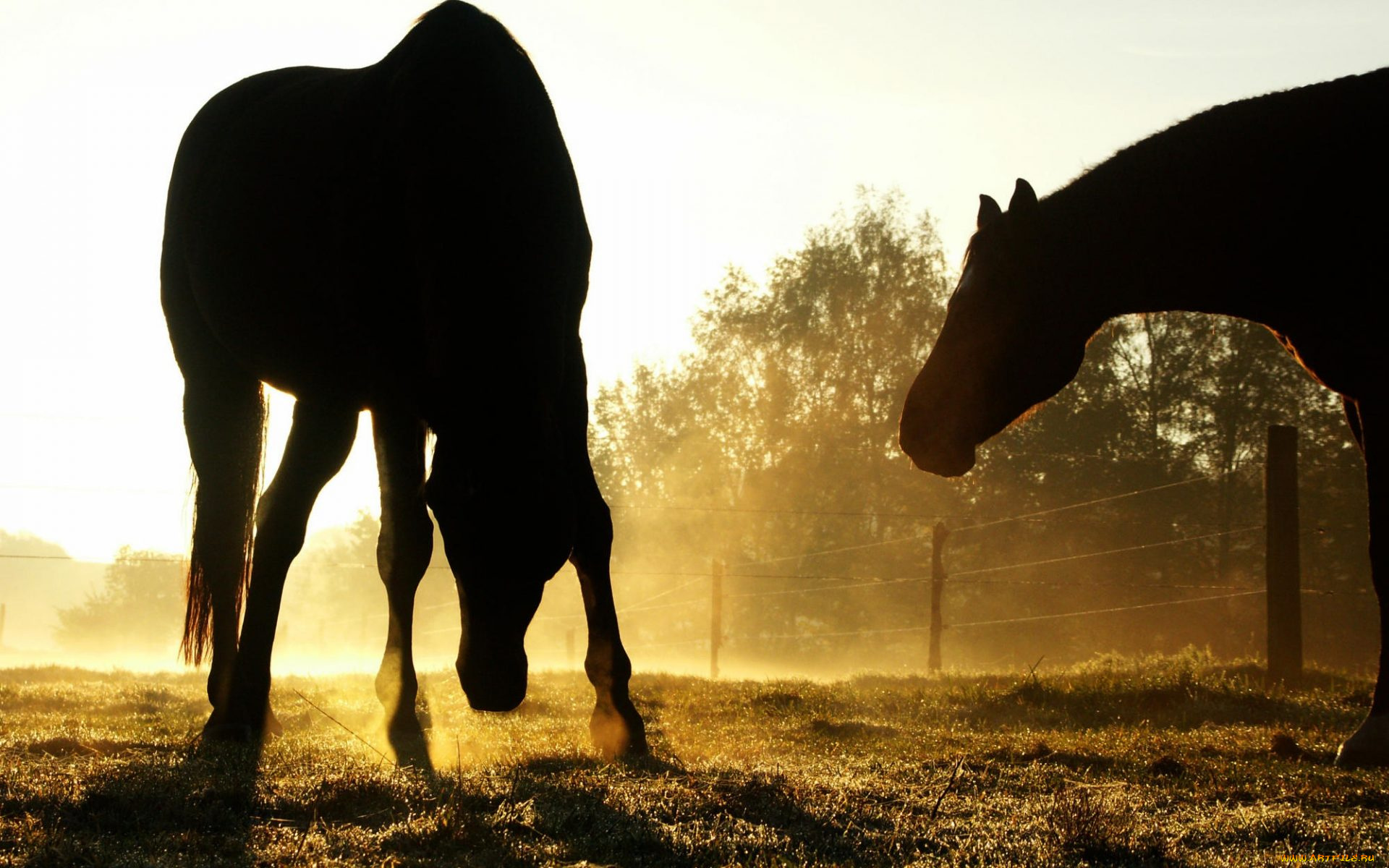 животные, лошади, загон, утро, силуэты, туман