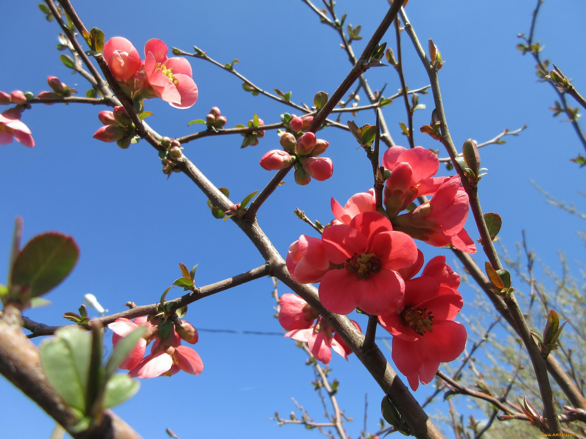 цветы, айва, весна, 2018