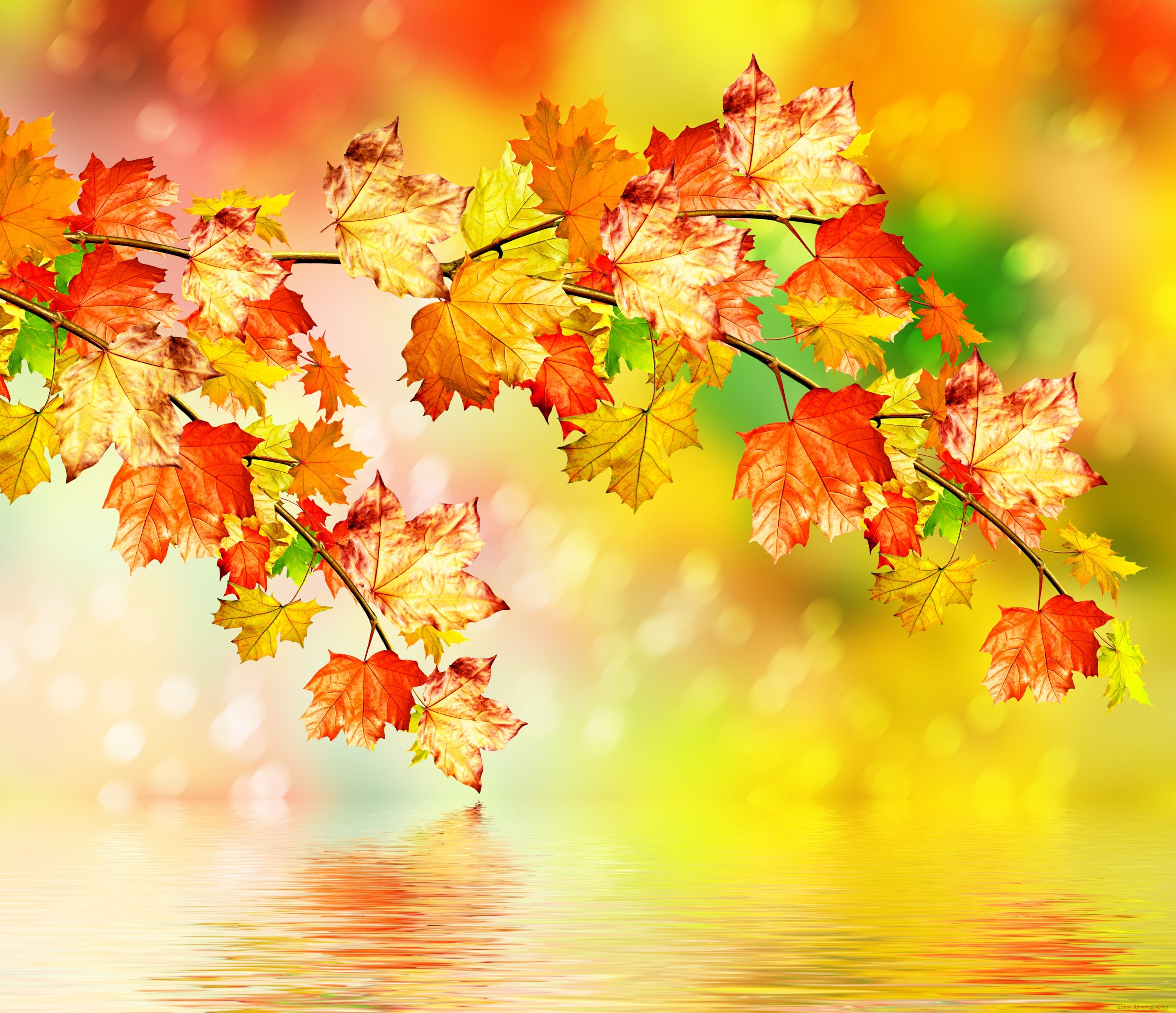 природа, листья, осень, вода, клен