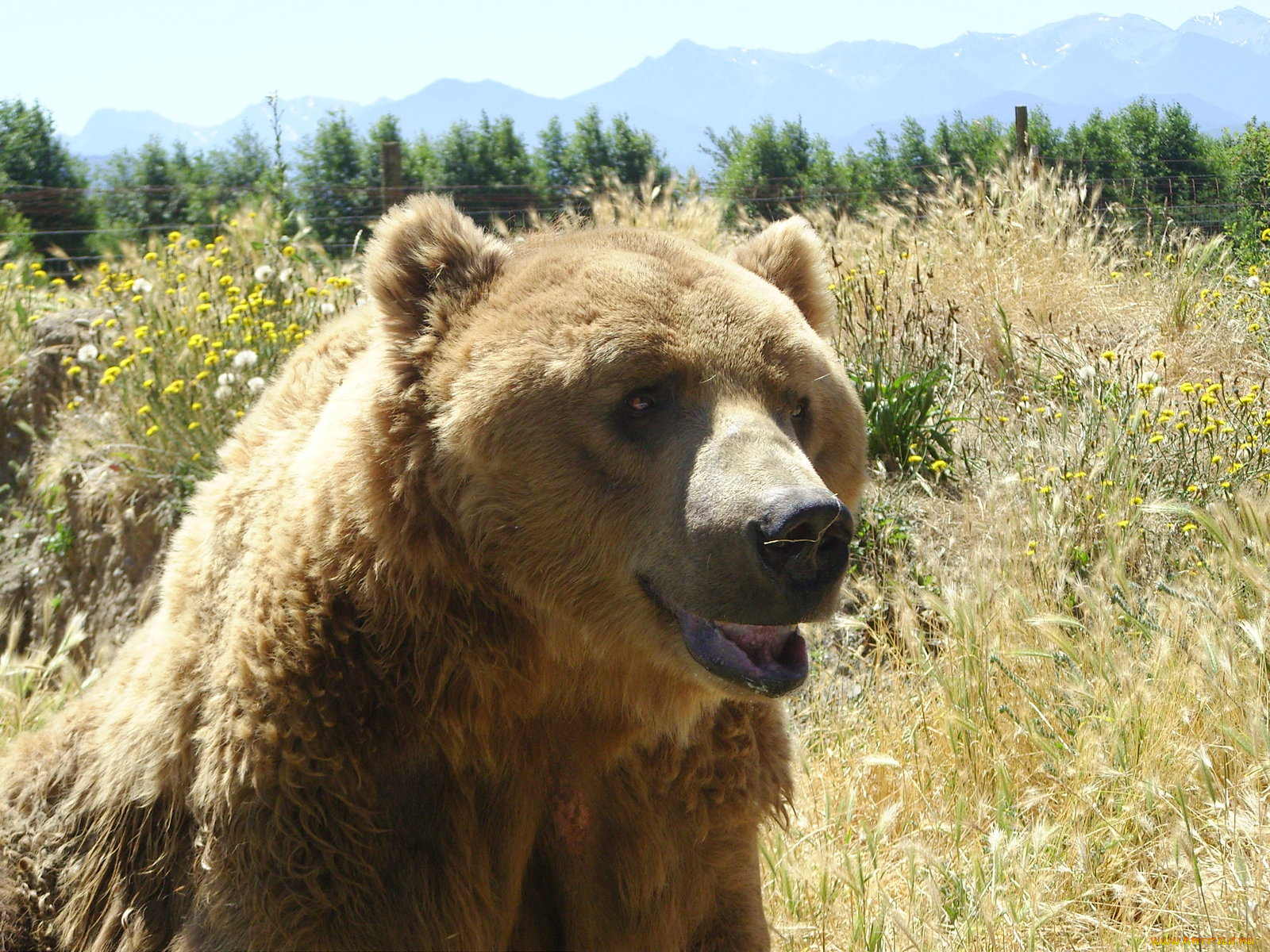 животные, медведи, bear