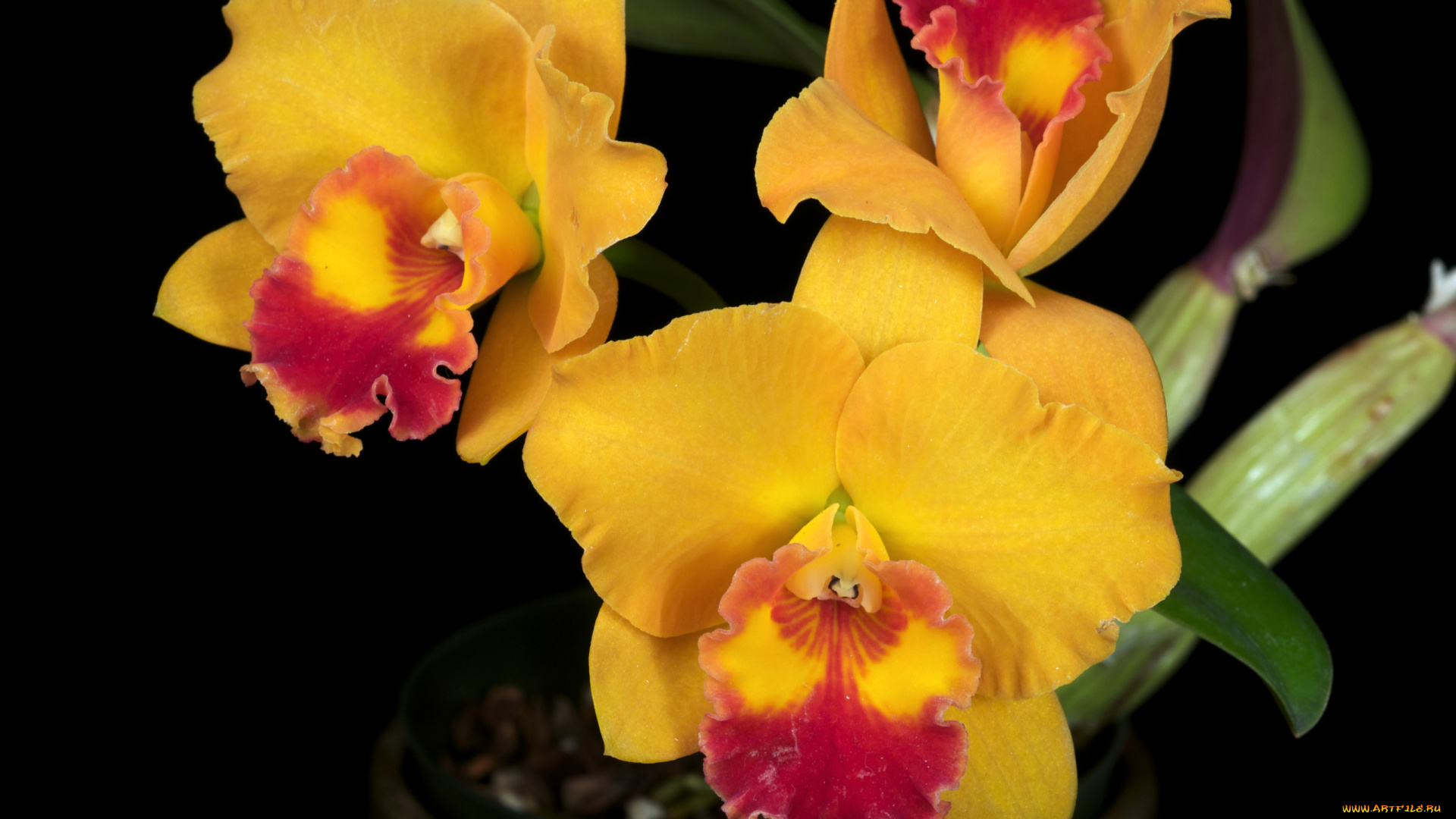 цветы, орхидеи, желтый, яркий, экзотика