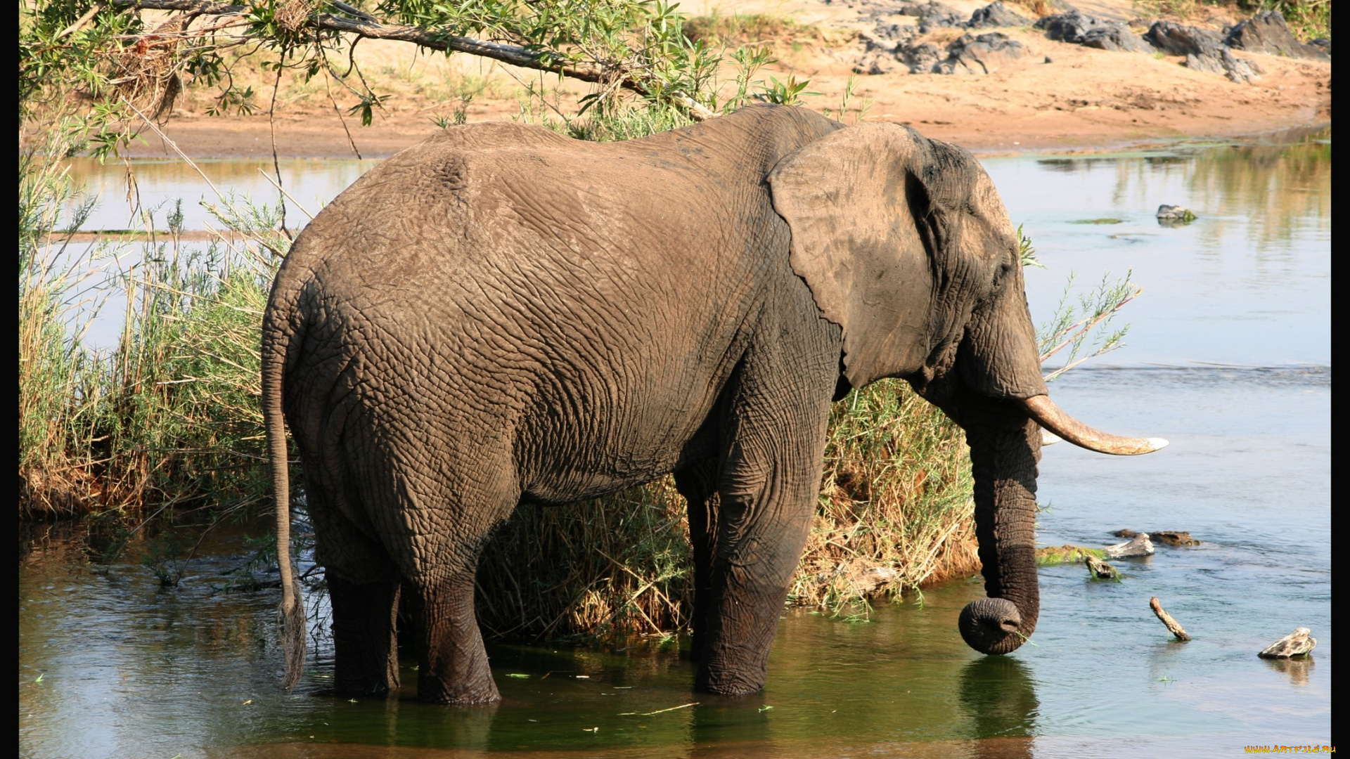 животные, слоны, слон, вода
