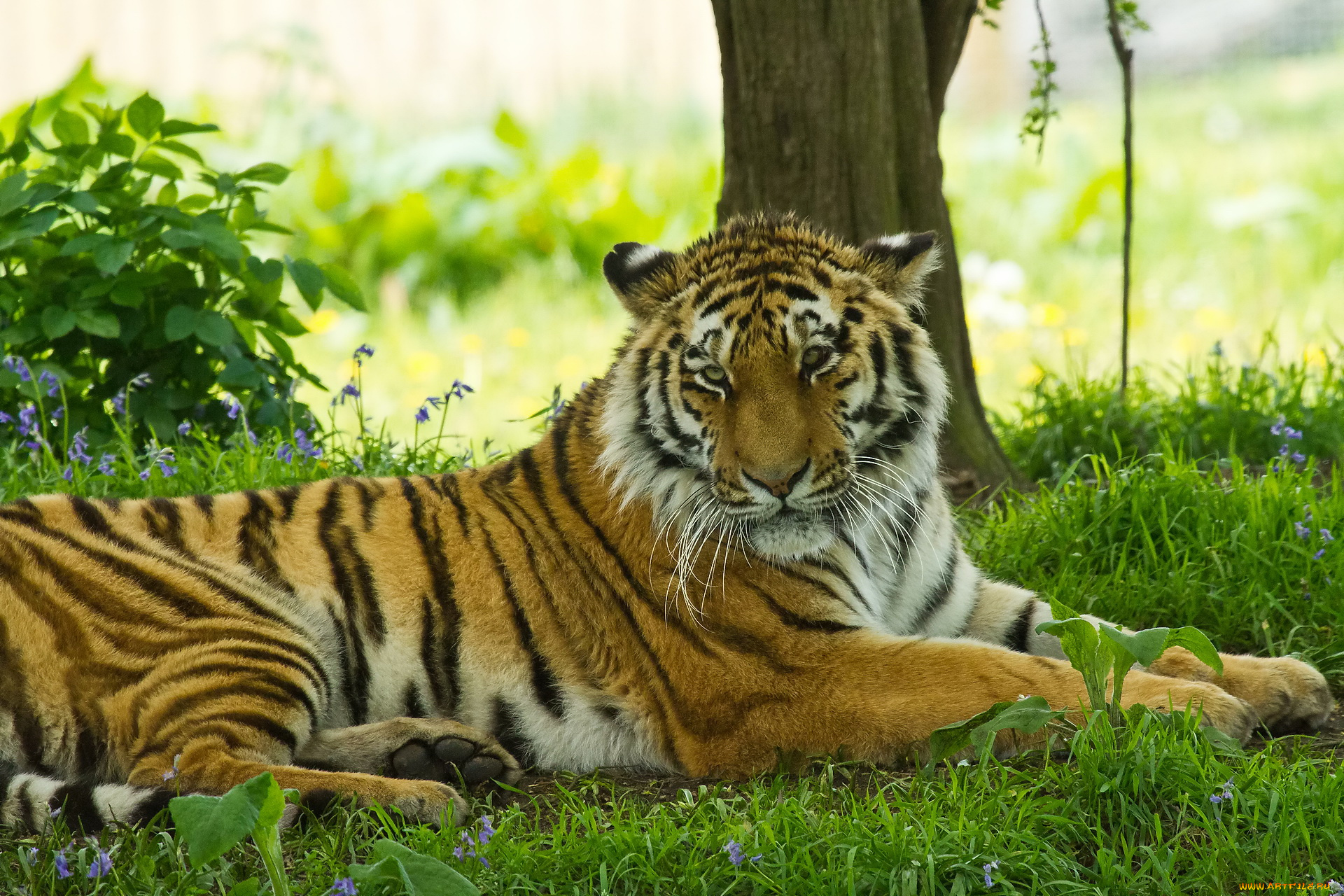 Тигр лежа в траве бесплатно