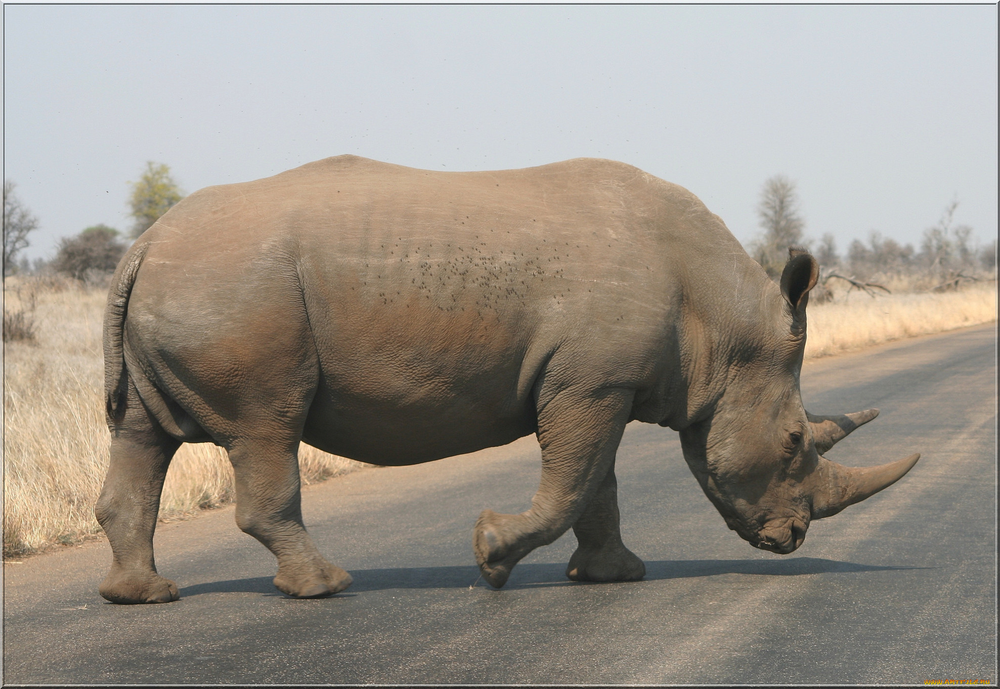 животные, носороги, савана, носорог, дорога