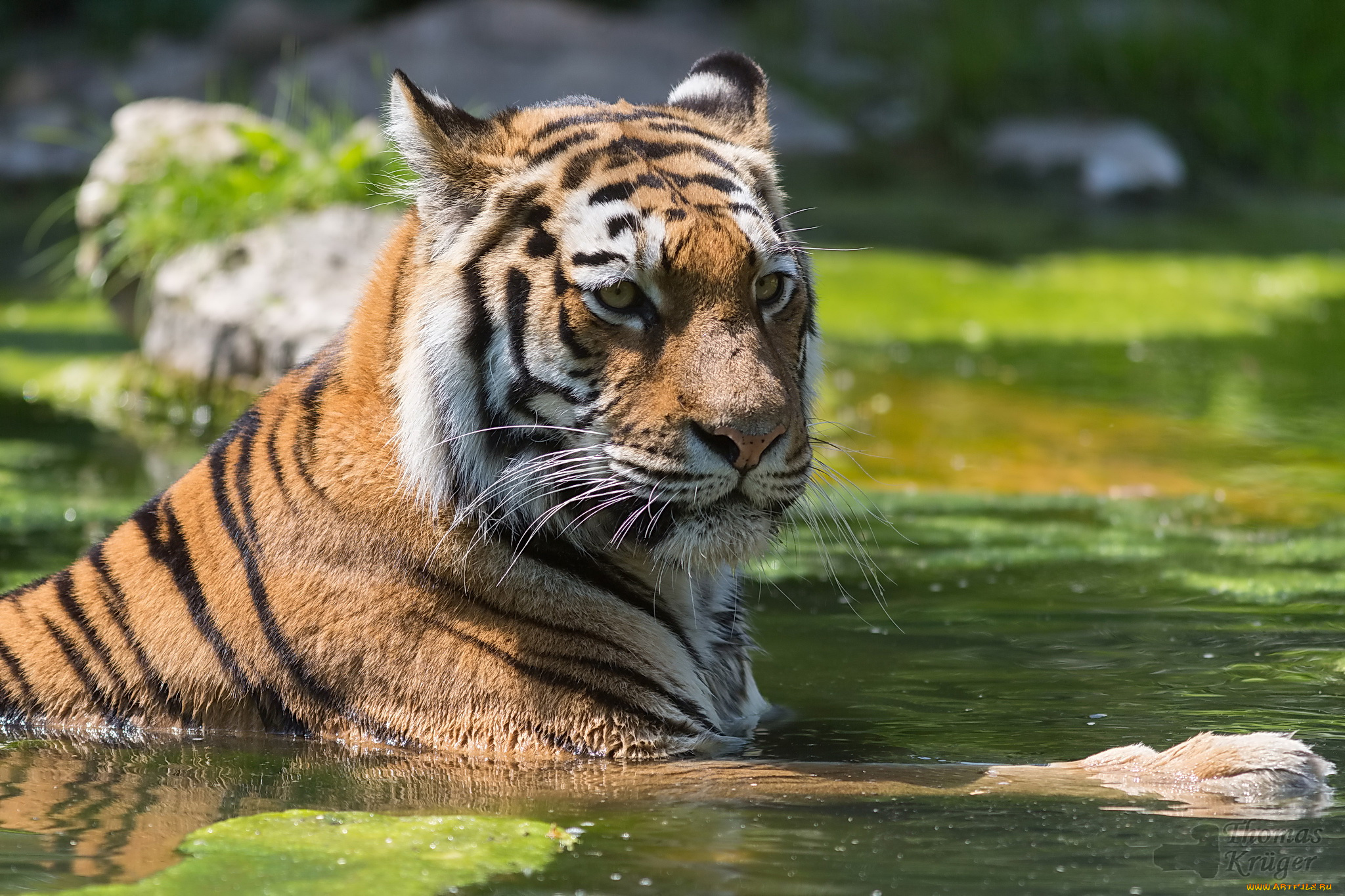 животные, тигры, тигр, морда, купание, пруд, отдых