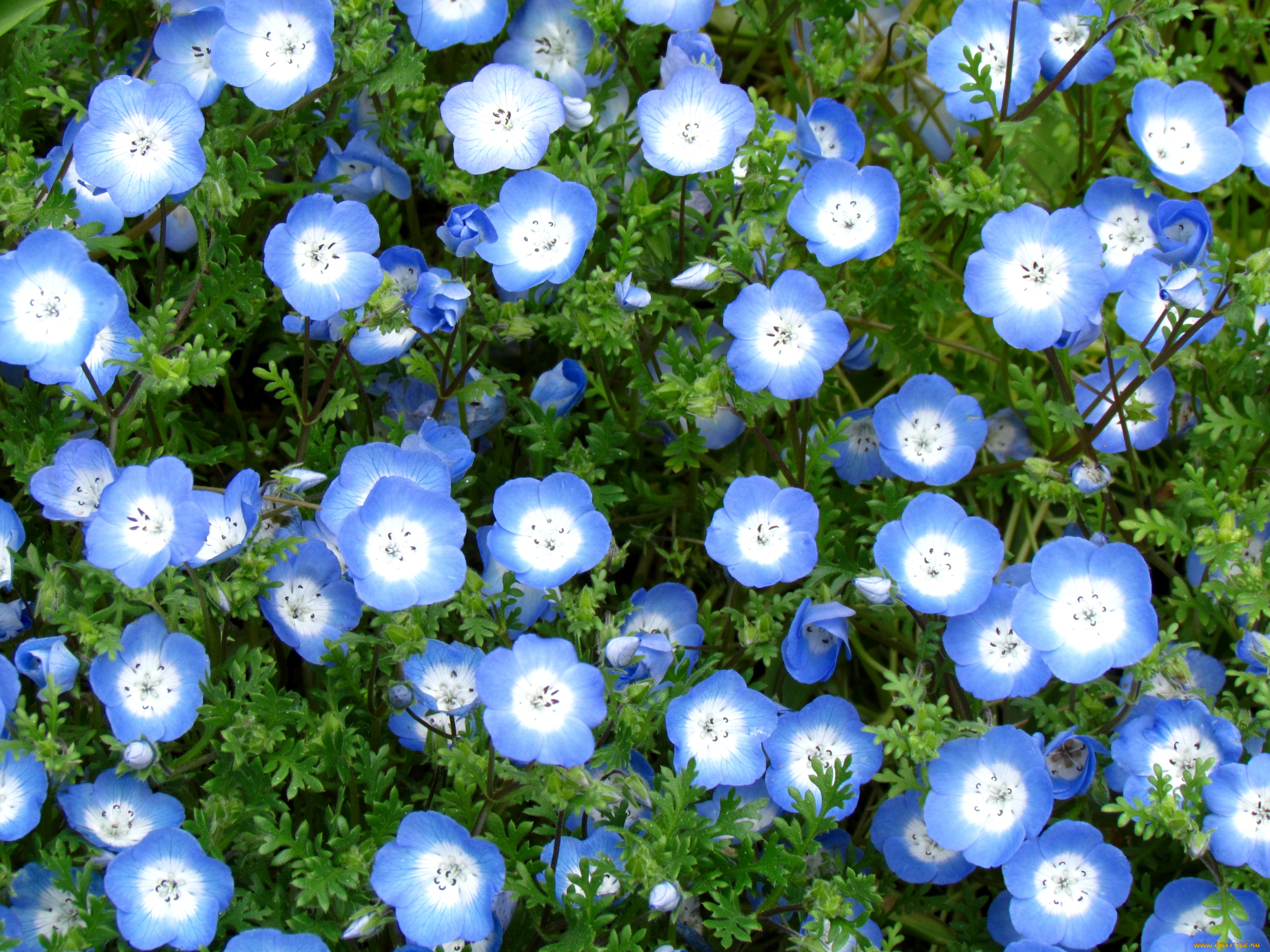 цветы, немофилы, вероники, голубой