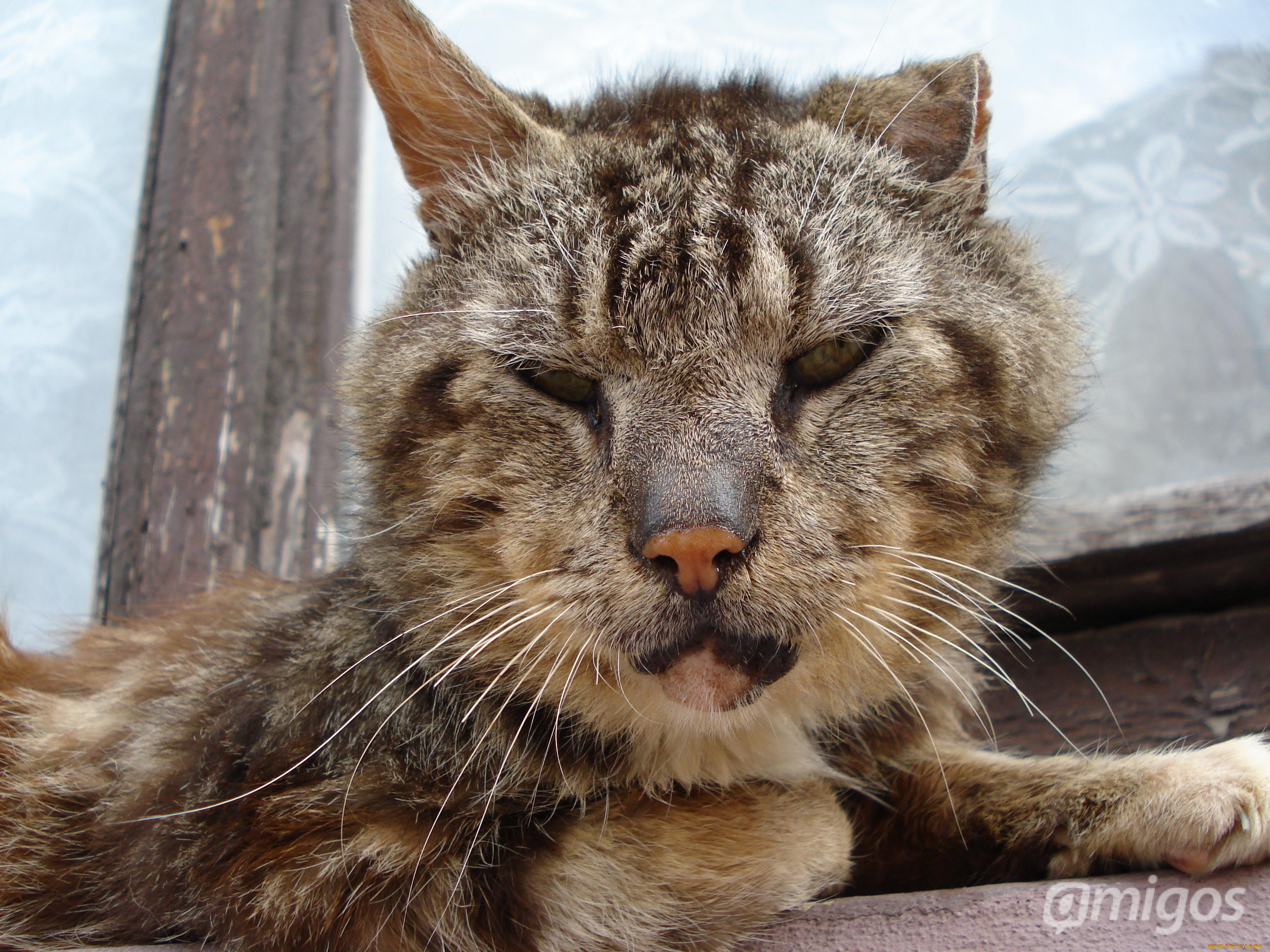 Драна кошка. Кот. Драный кот. Старый дворовый кот. Уличный кот матерый.