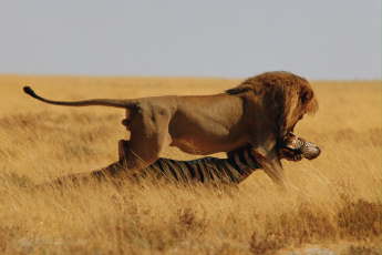 Картинка животные львы лев добыча