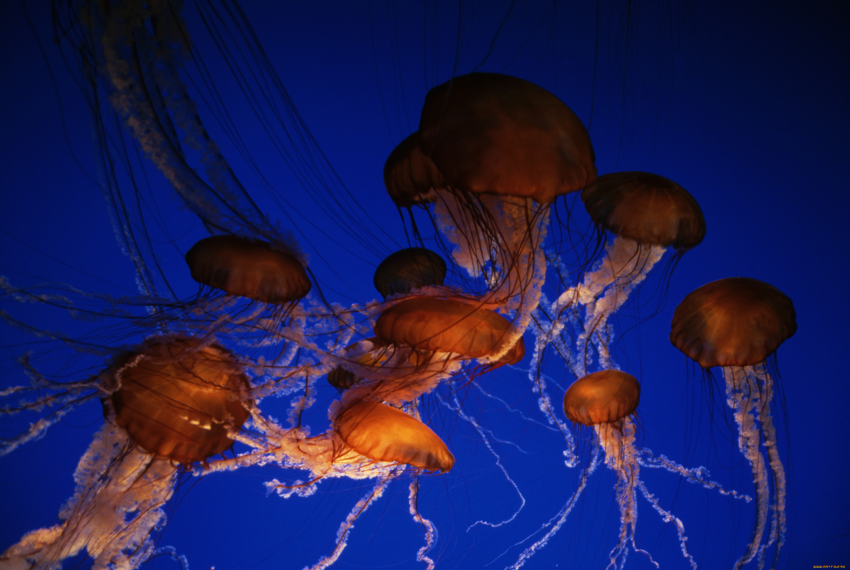 животные, медузы, море, ядовитые