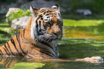 Картинка животные тигры тигр морда купание пруд отдых