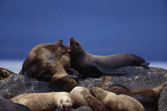 Картинка животные тюлени морские львы котики лежбище сивуч