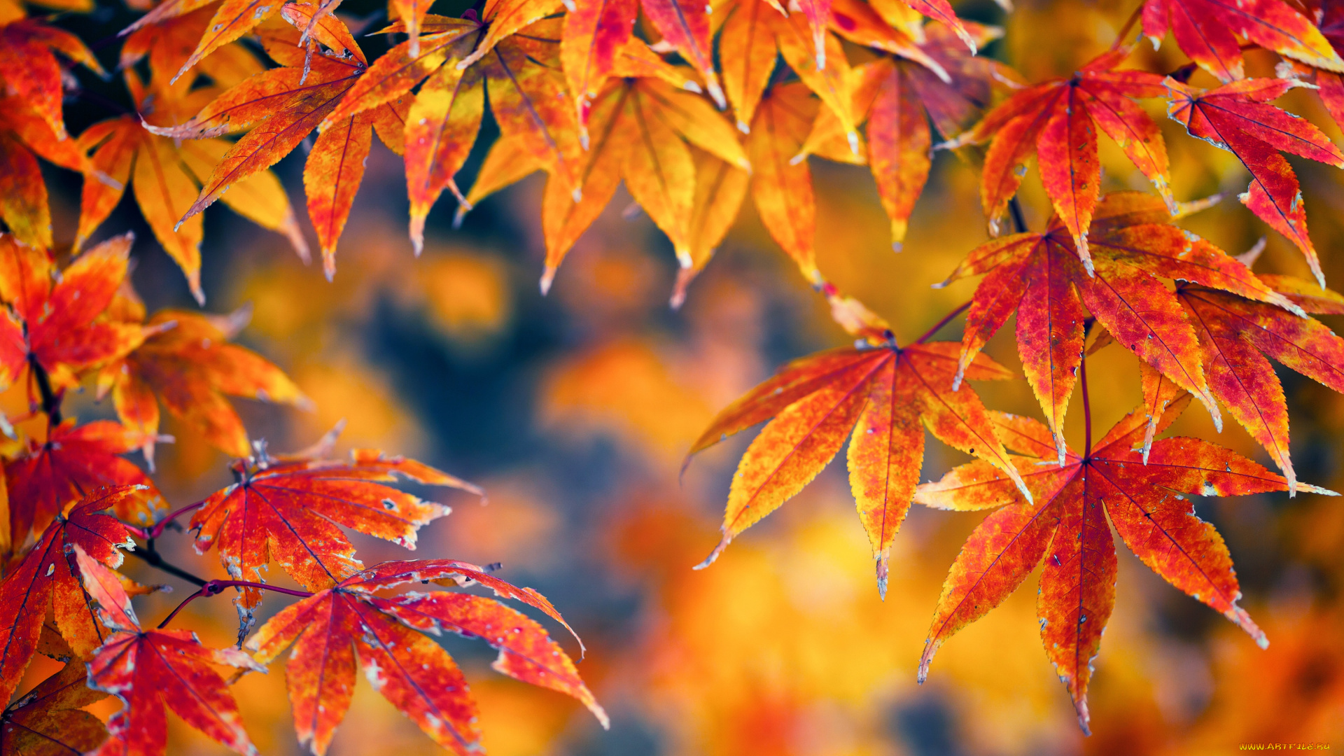природа, листья, осень, желтый