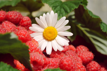 Картинка еда малина лето ягоды цветы