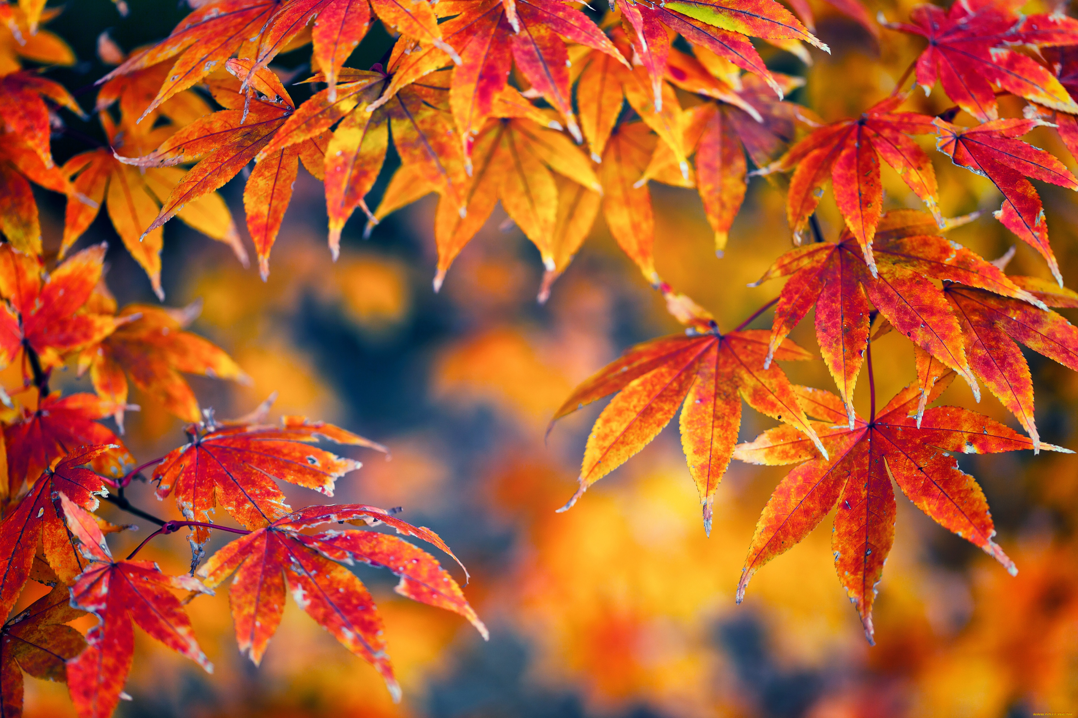 природа, листья, осень, желтый