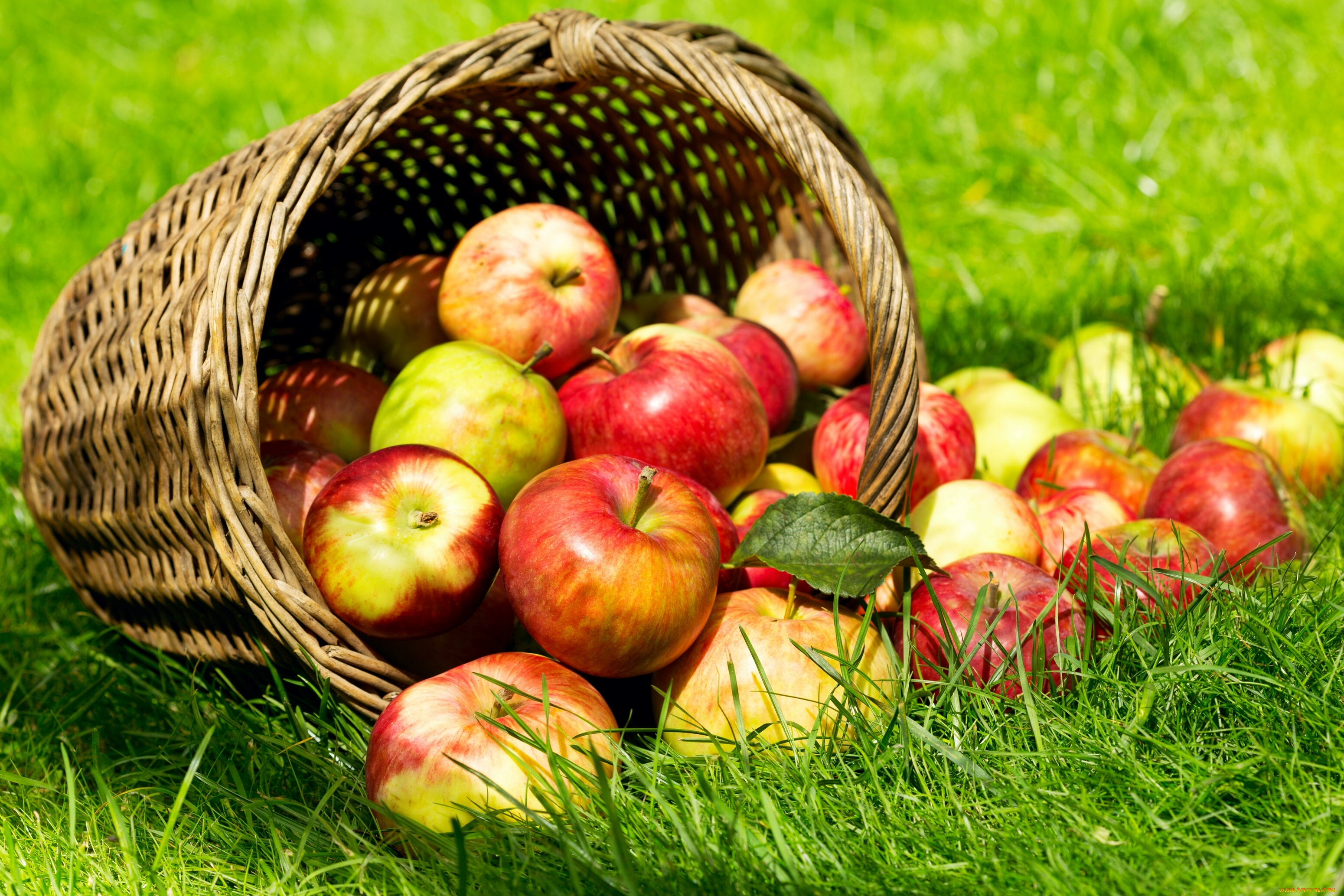 еда, Яблоки, корзина, яблоки, трава