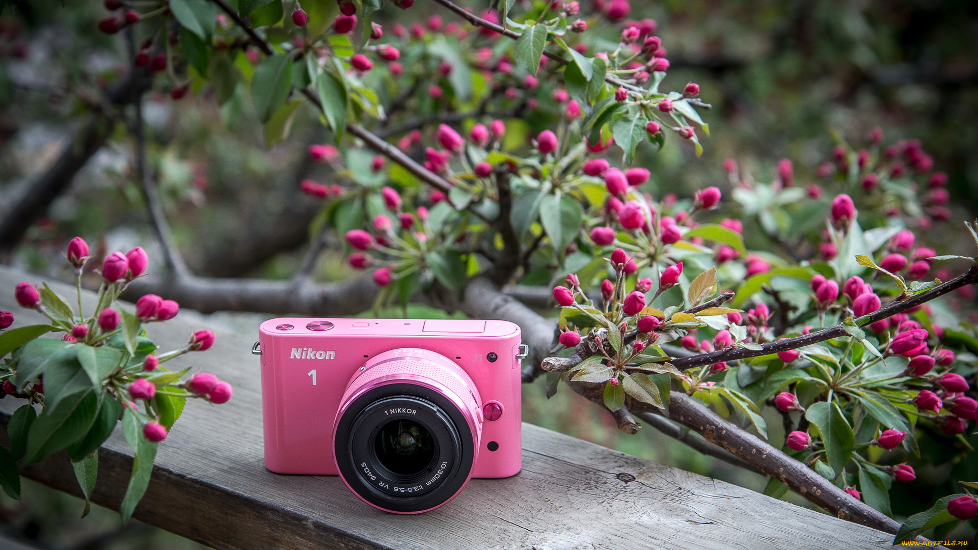 бренды, nikon, цветение, дерево, доска, никон, весна, фотоаппарат, розовый, камера